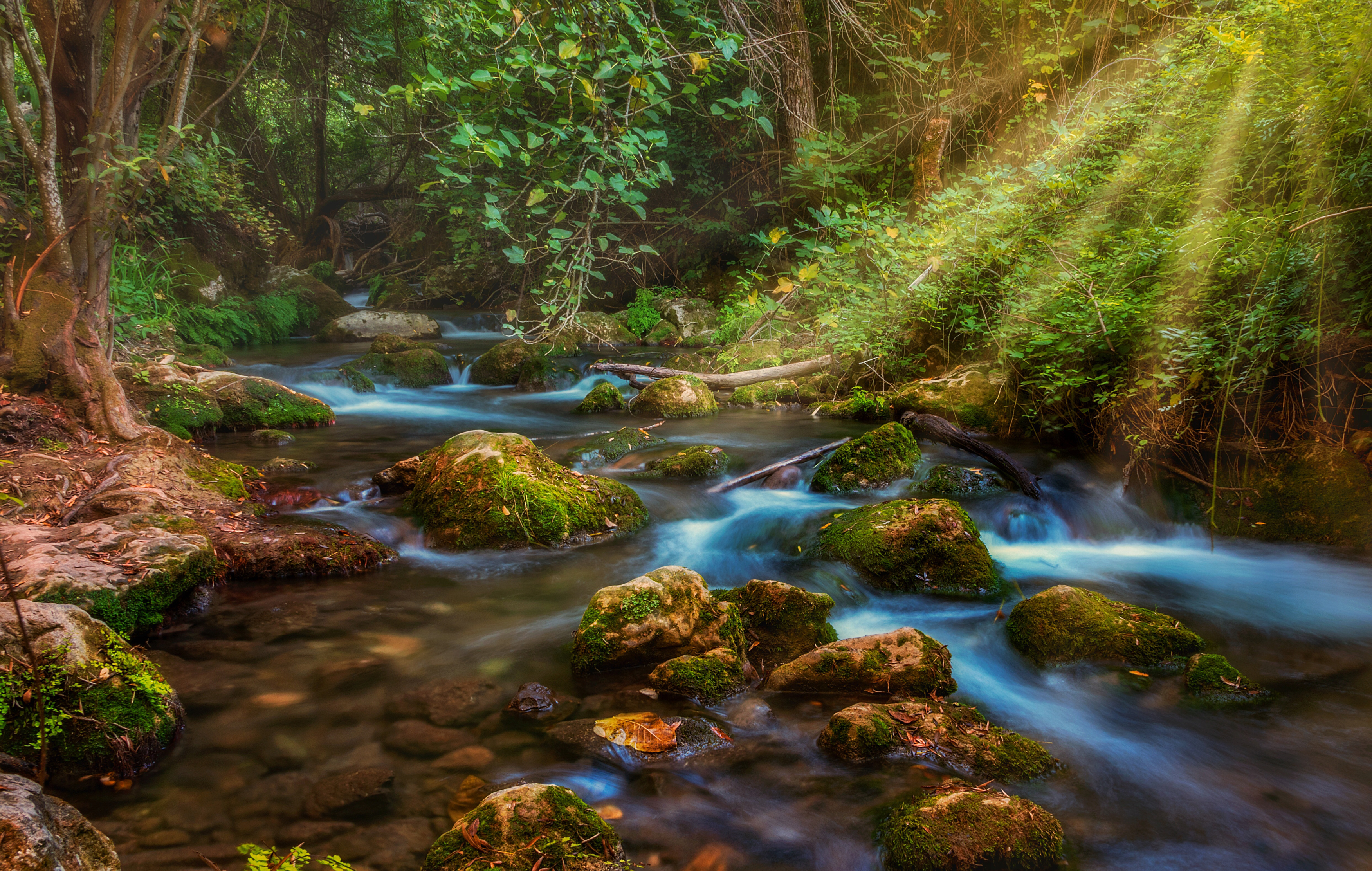 Free download wallpaper Forest, Earth, Stream, Sunlight on your PC desktop
