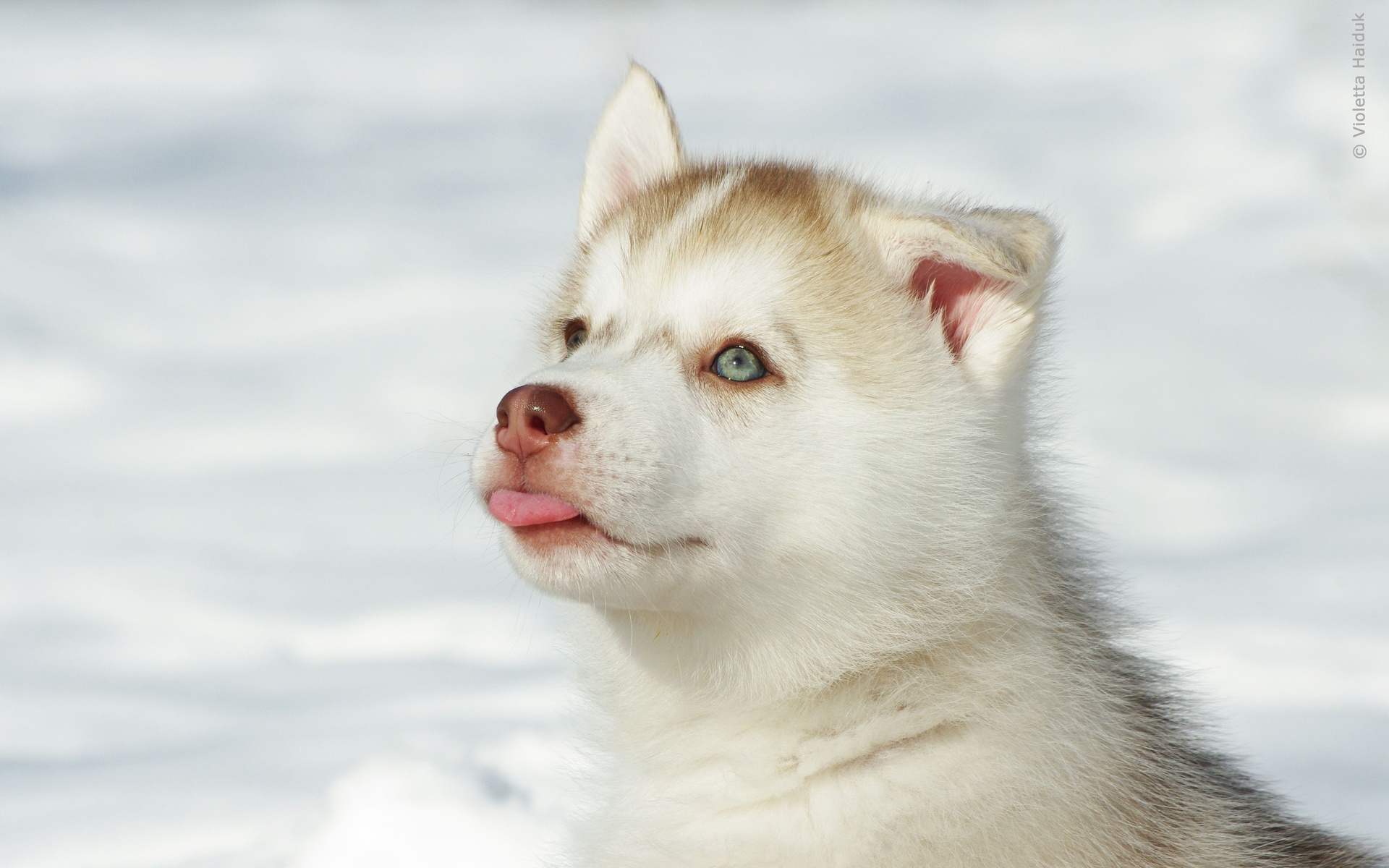 1459124 descargar fondo de pantalla animales, malamute de alaska, perro: protectores de pantalla e imágenes gratis