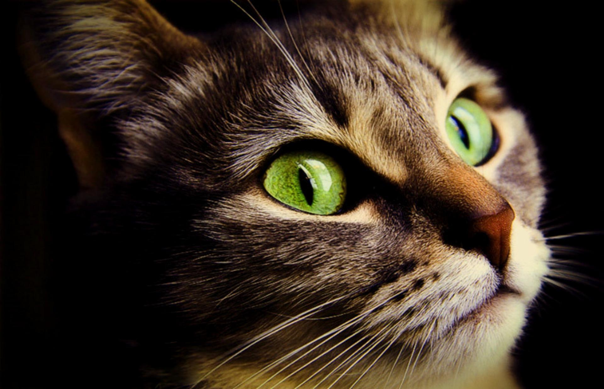 Free download wallpaper Cats, Cat, Close Up, Animal on your PC desktop