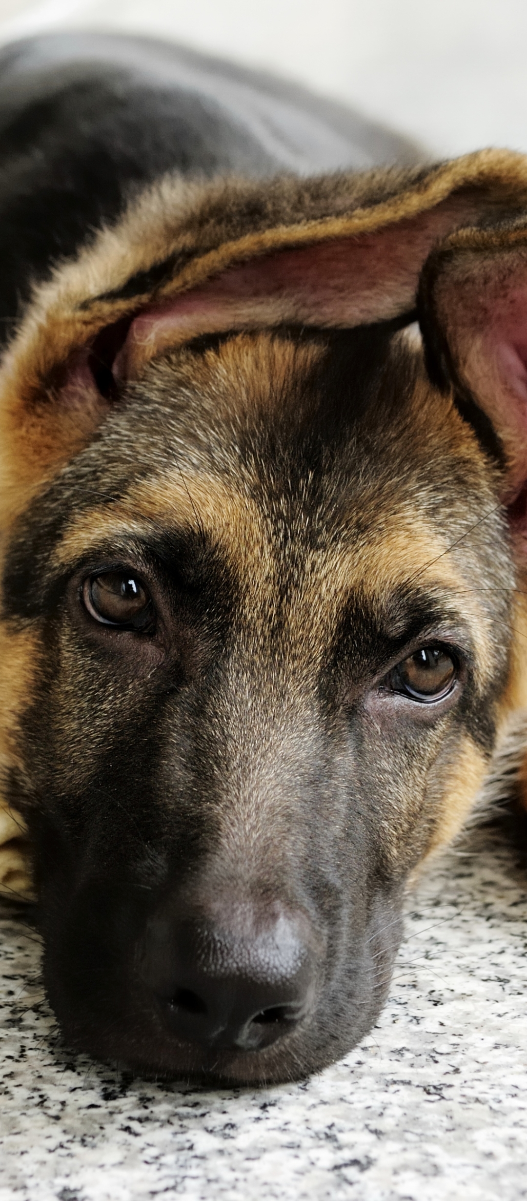 Download mobile wallpaper Dogs, Animal, German Shepherd for free.