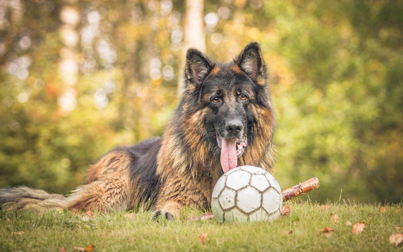 PCデスクトップに草, 玉, 球, 動物, 犬画像を無料でダウンロード