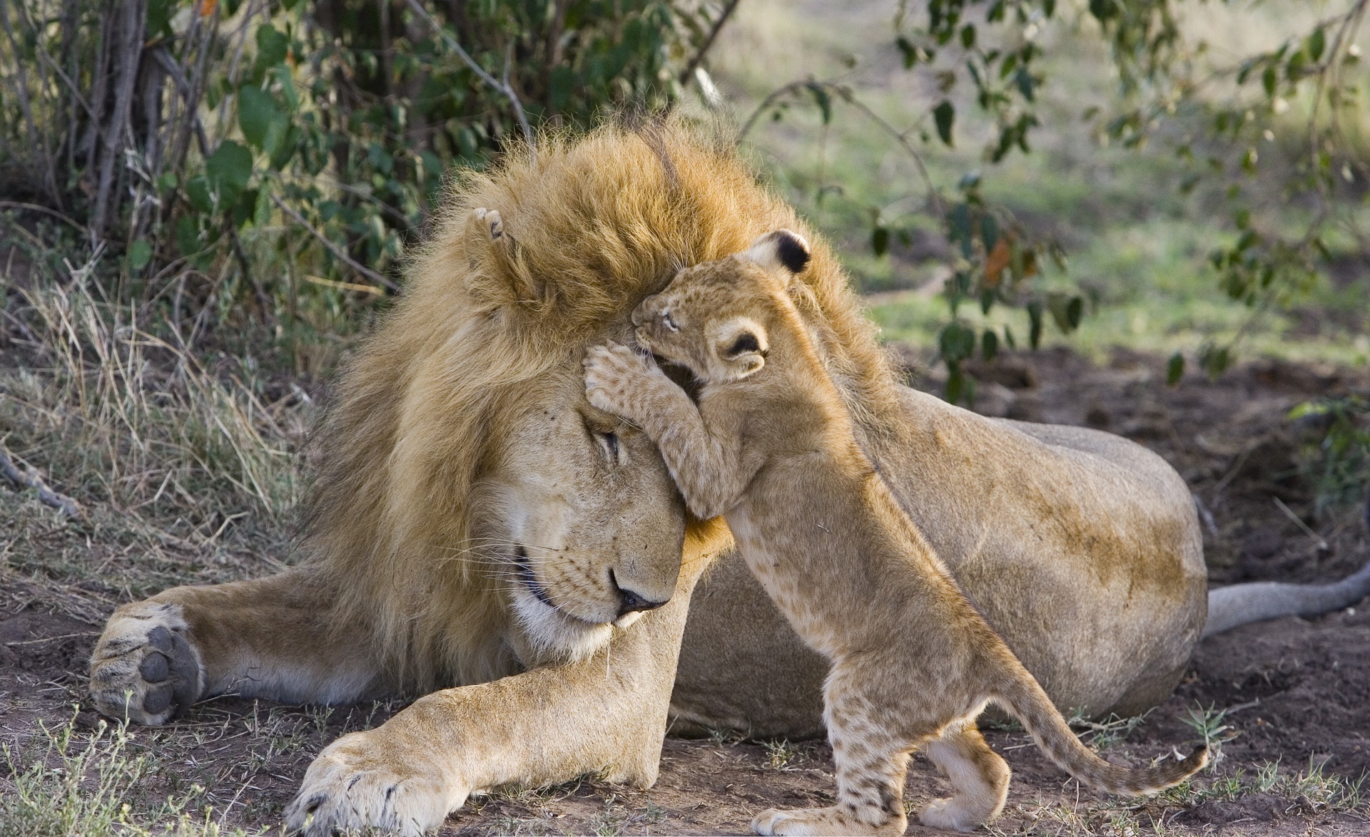 Téléchargez gratuitement l'image Animaux, Chats, Lion, Lionceau, Bébé Animal sur le bureau de votre PC