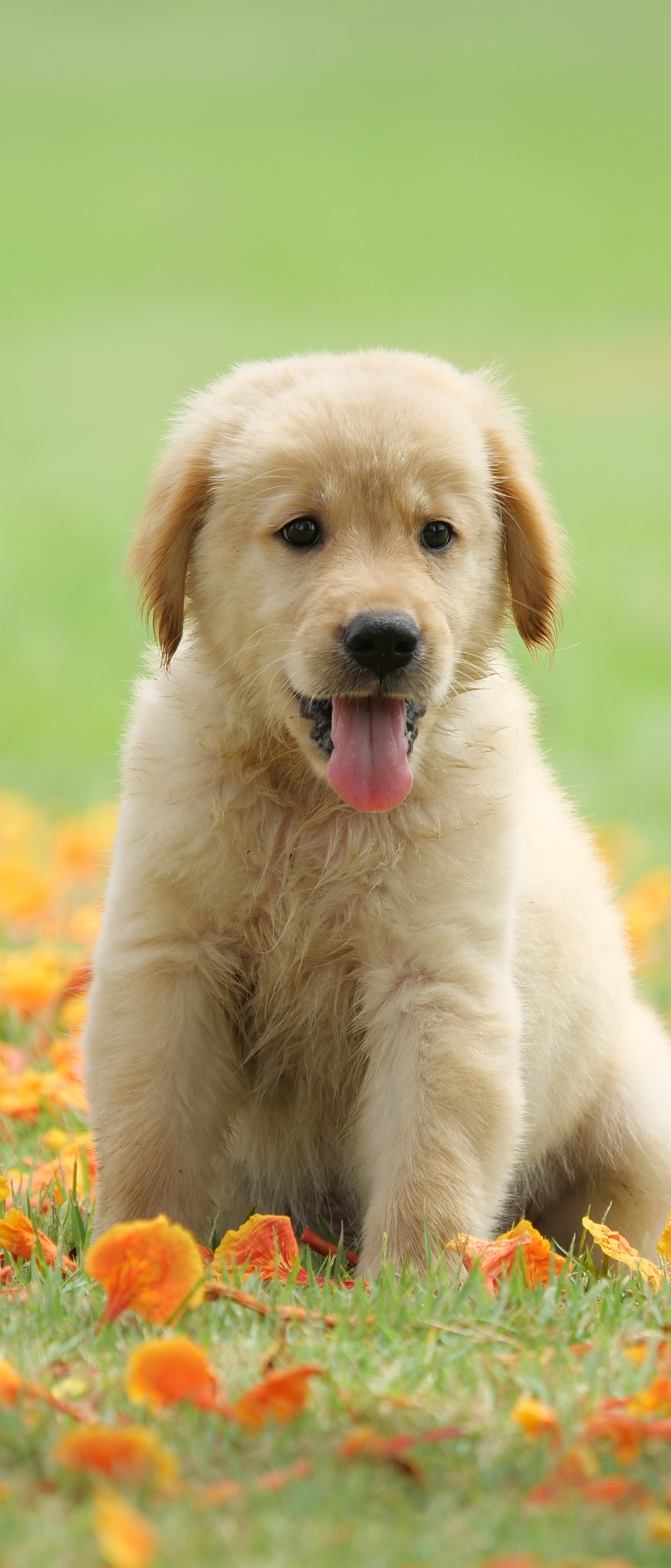 Laden Sie das Tiere, Hunde, Hund, Welpen, Golden Retriever, Tierbaby, Welpe-Bild kostenlos auf Ihren PC-Desktop herunter