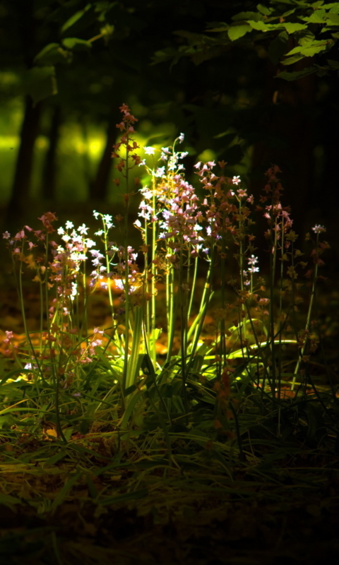 Téléchargez des papiers peints mobile Fleurs, Fleur, Terre/nature gratuitement.