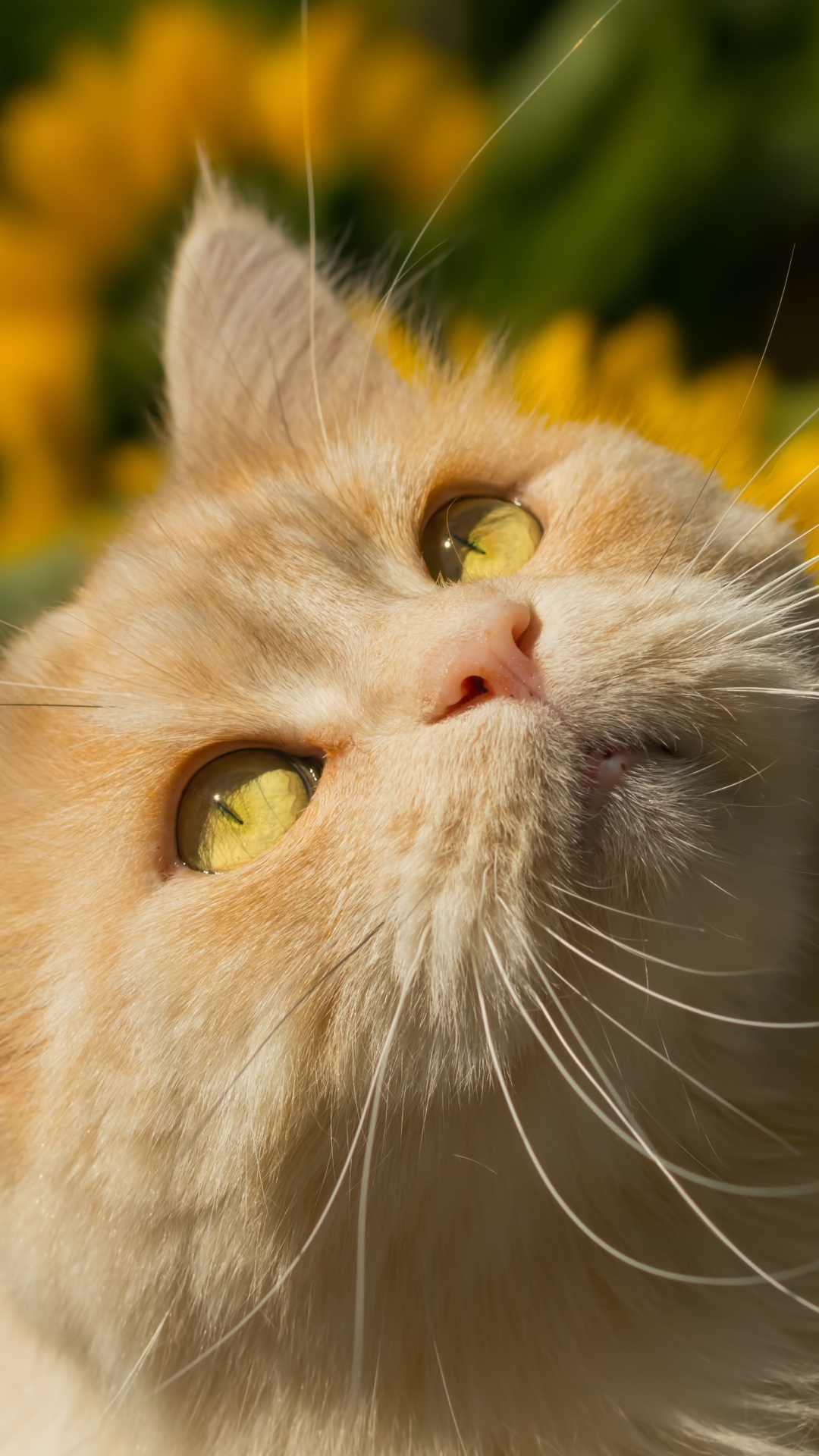 Handy-Wallpaper Tiere, Katzen, Katze kostenlos herunterladen.