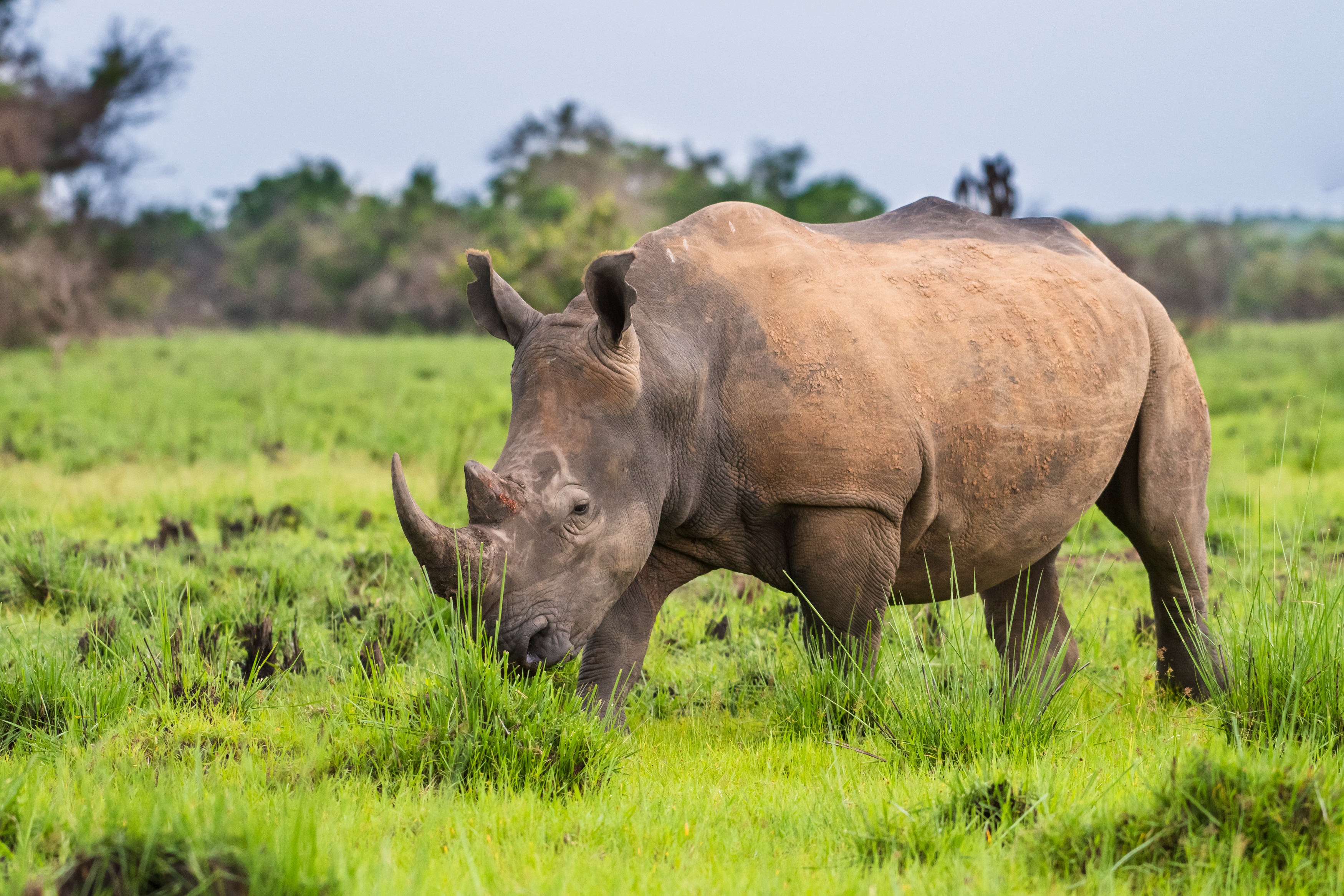 Download mobile wallpaper Grass, Animal, Rhinoceros, Depth Of Field, Rhino for free.