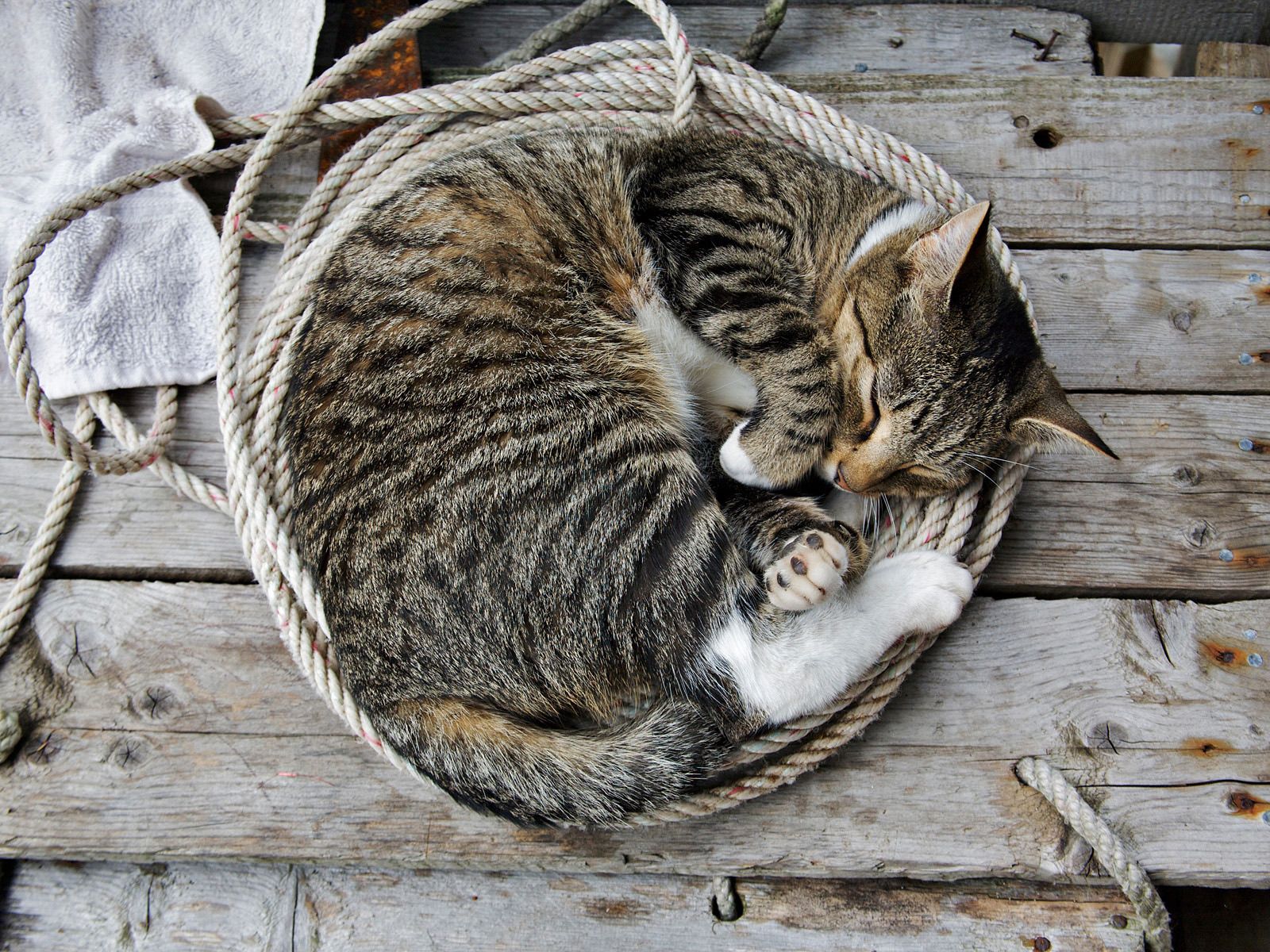 animals, cat, kitty, kitten, to lie down, lie, sleep, dream, rope