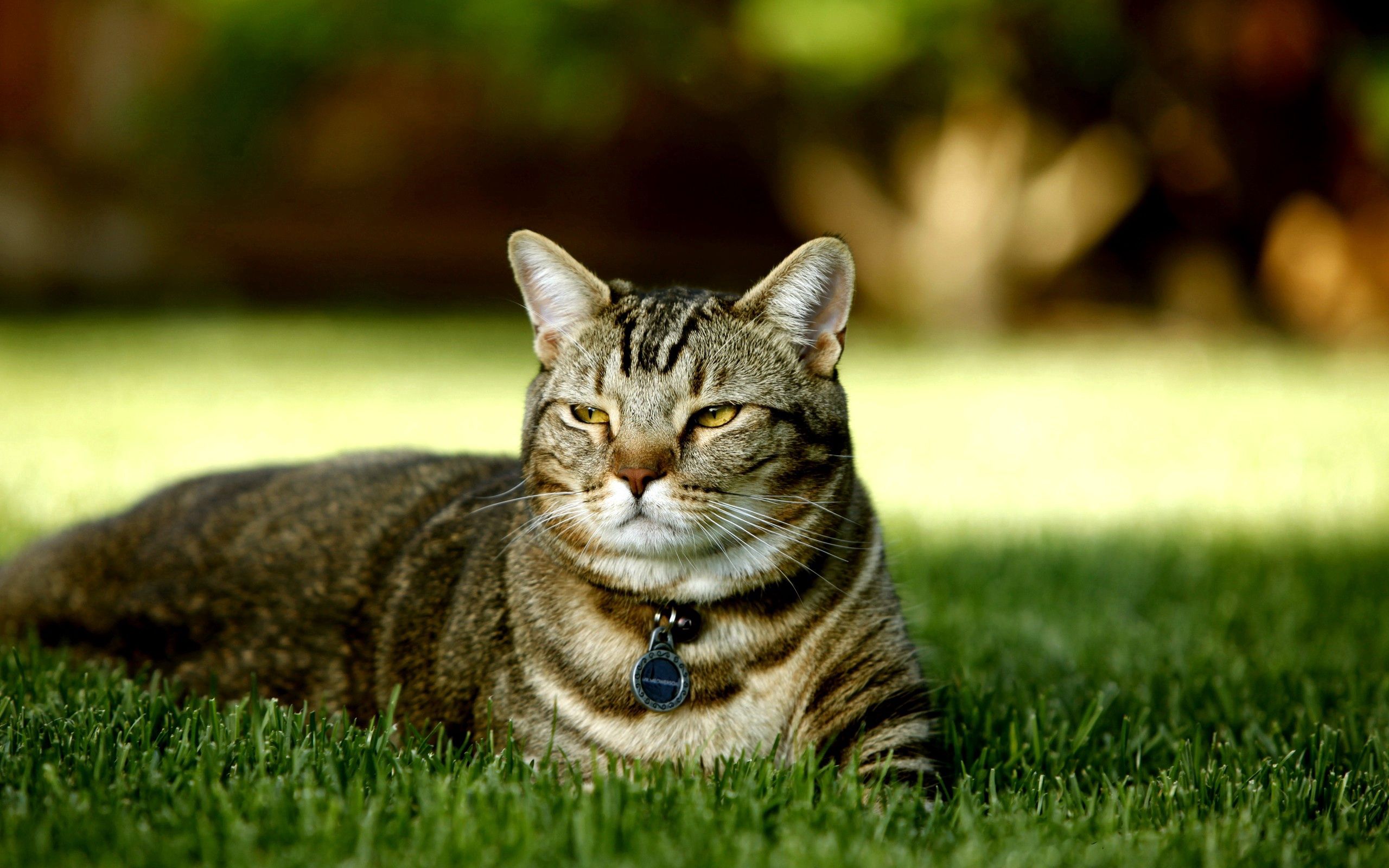 Download mobile wallpaper Lie, Animals, Striped, To Lie Down, Grass, Cat for free.