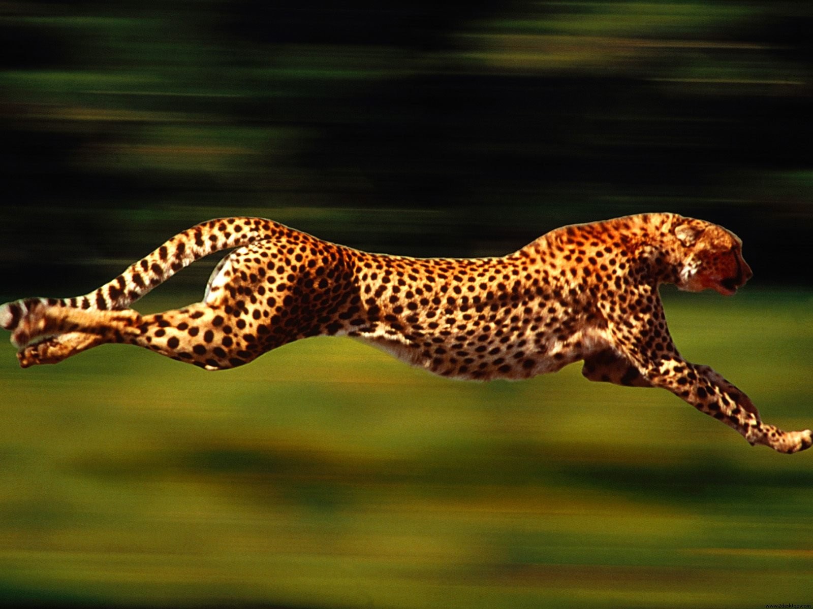 181690 Hintergrundbild herunterladen tiere, gepard, katzen - Bildschirmschoner und Bilder kostenlos
