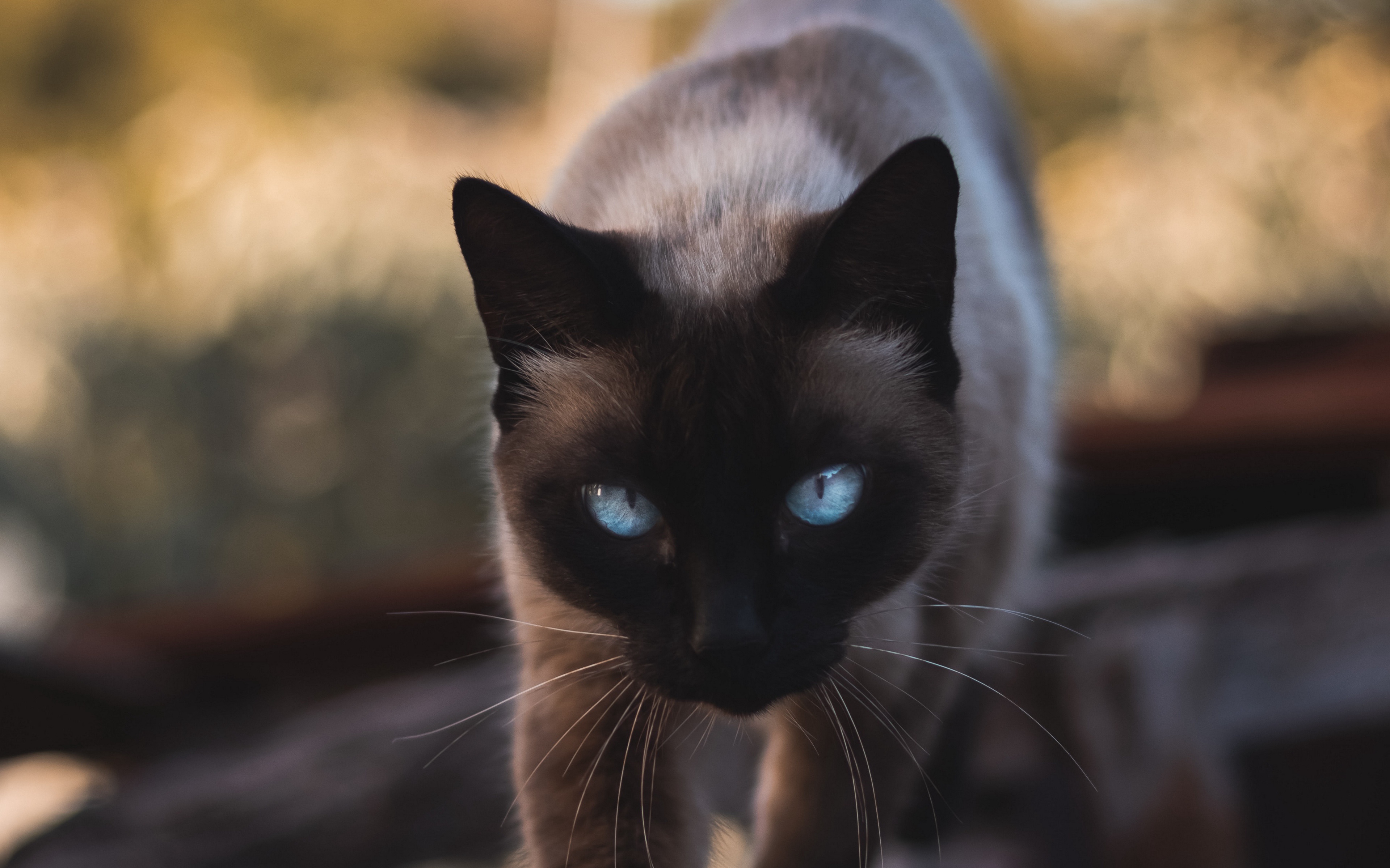 470577 descargar imagen animales, gato, gato siames, gatos: fondos de pantalla y protectores de pantalla gratis