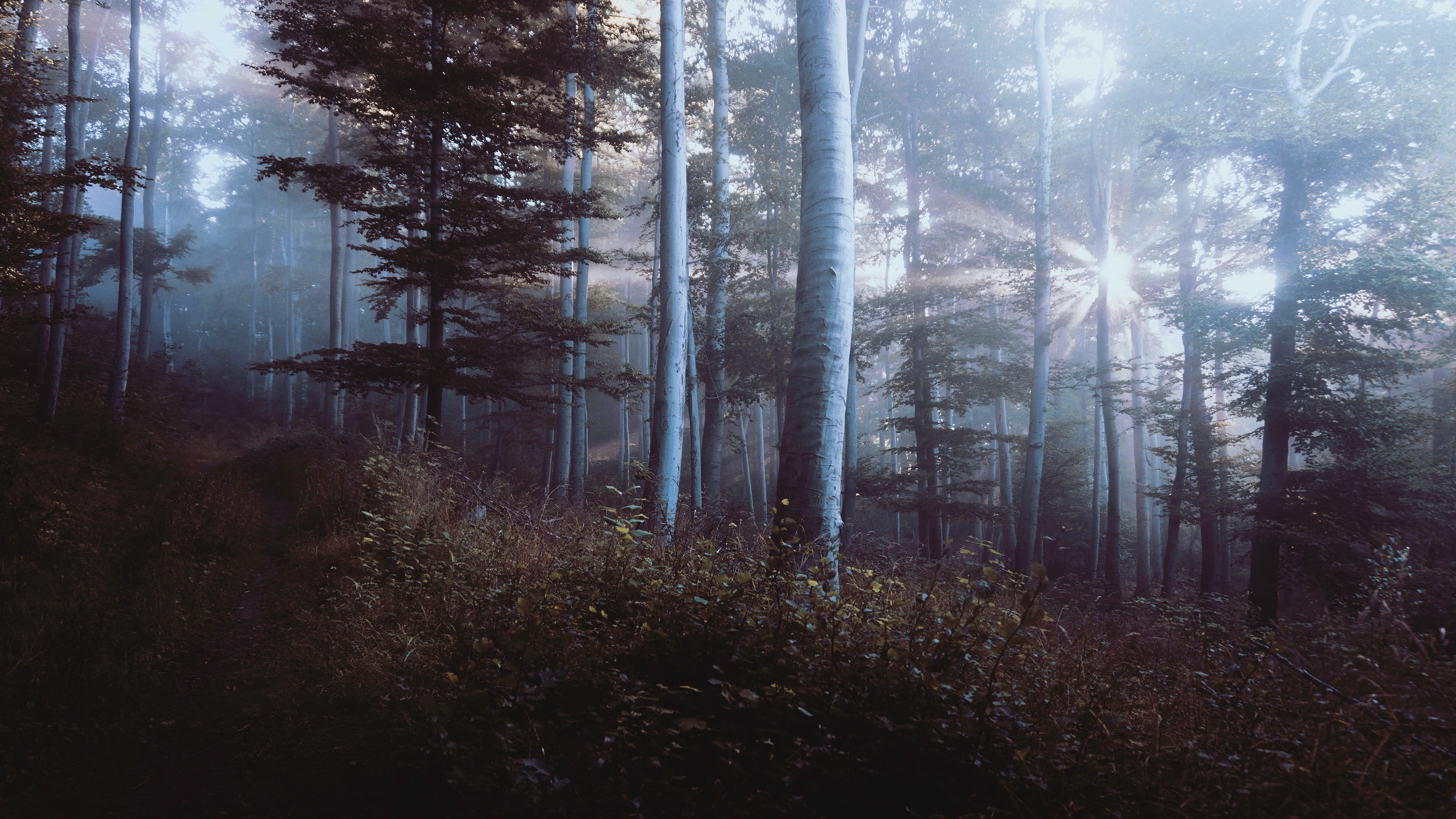 Download mobile wallpaper Forest, Fog, Earth, Path, Sunbeam, Pine Tree for free.