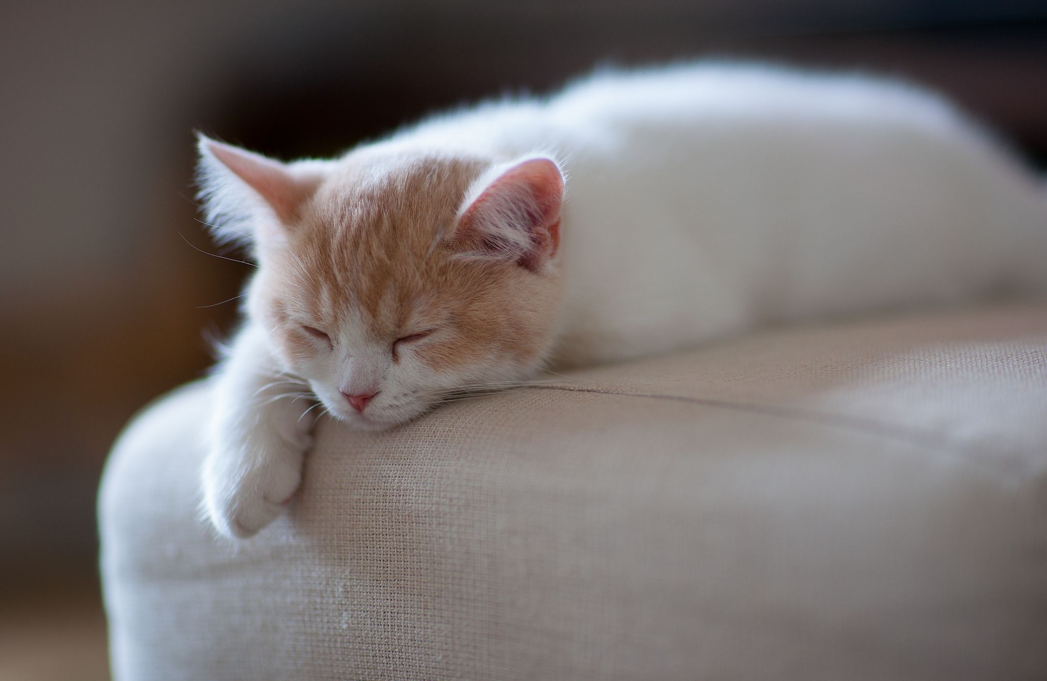 Handy-Wallpaper Tiere, Katzen, Katze, Kätzchen, Süß kostenlos herunterladen.