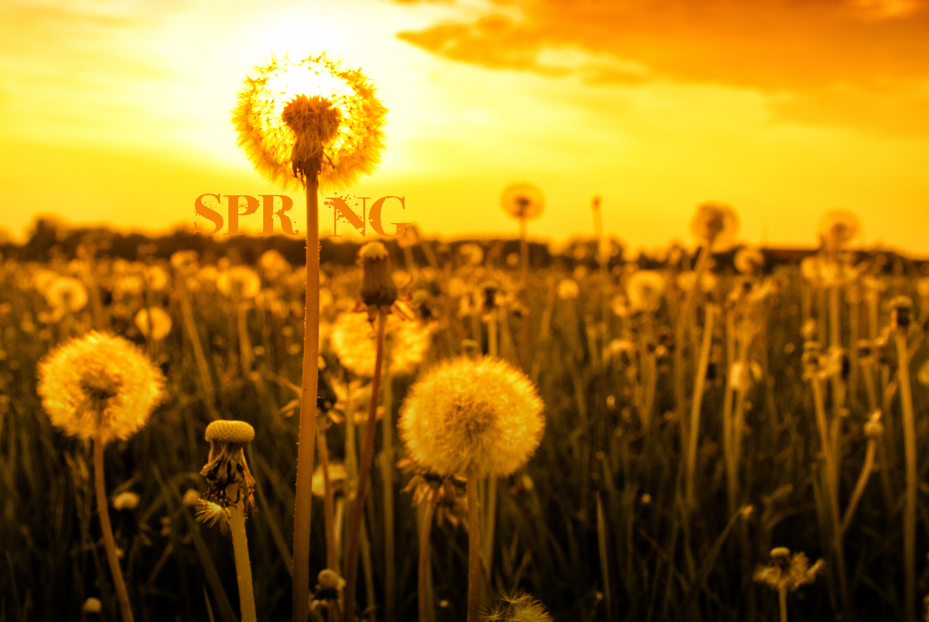 Free download wallpaper Flower, Earth, Field, Spring, Photography, Season, Manipulation on your PC desktop