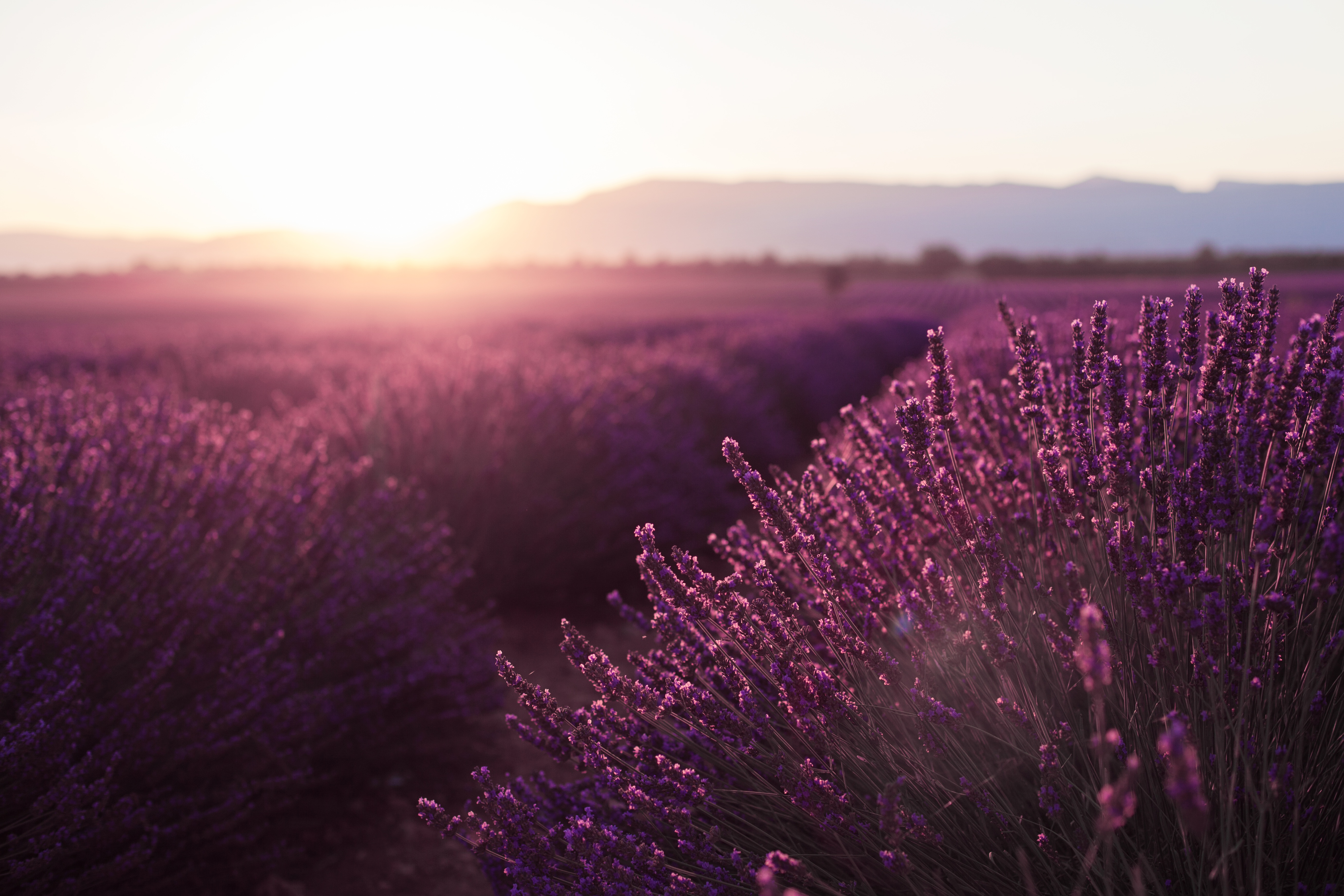 Laden Sie das Natur, Blumen, Feld, Lavendel, Lila Blume, Erde/natur, Tiefenschärfe-Bild kostenlos auf Ihren PC-Desktop herunter