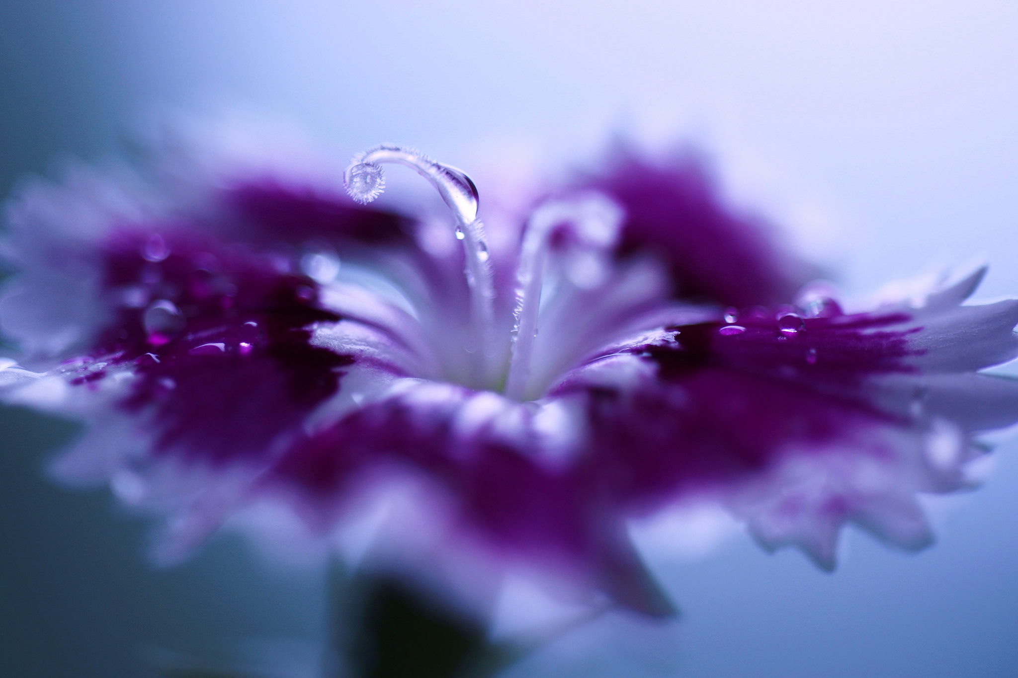 Free download wallpaper Nature, Flowers, Flower, Macro, Earth, Purple Flower, Water Drop, Dianthus on your PC desktop
