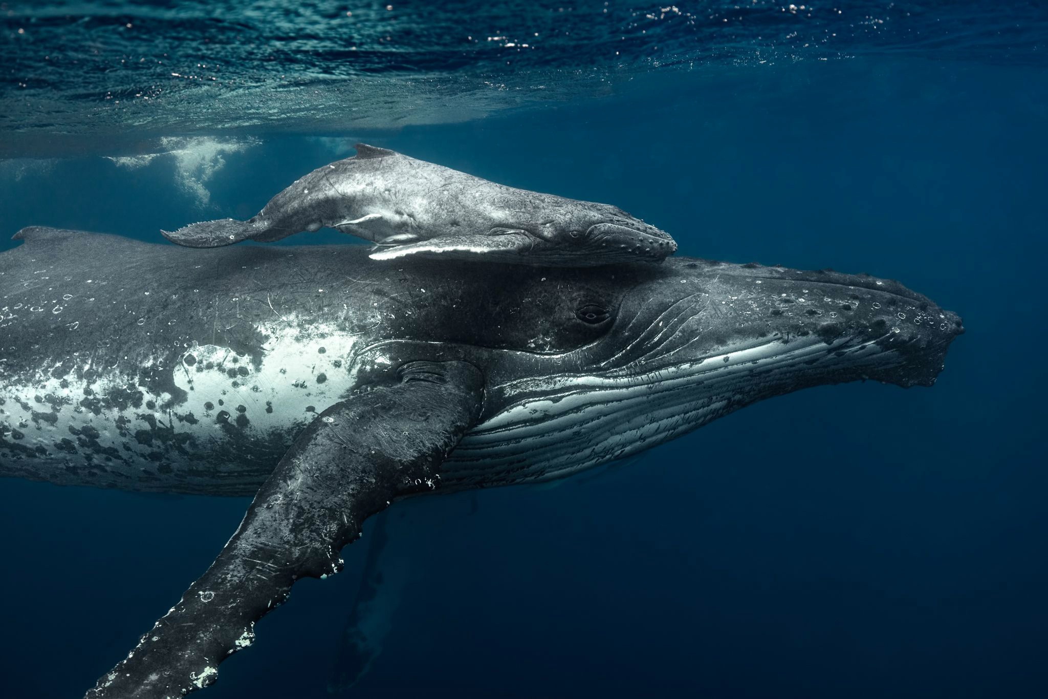 930827 descargar imagen animales, ballena, bebe animal, ballena jorobada, vida marina, submarina: fondos de pantalla y protectores de pantalla gratis