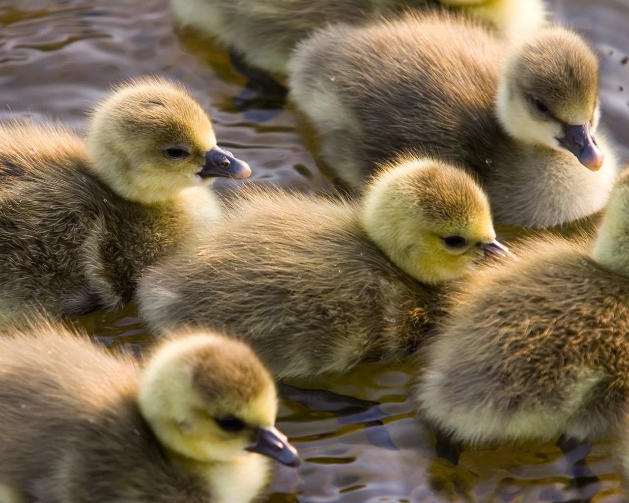 animals, birds, young, color, to swim, swim, cubs, ducklings Phone Background