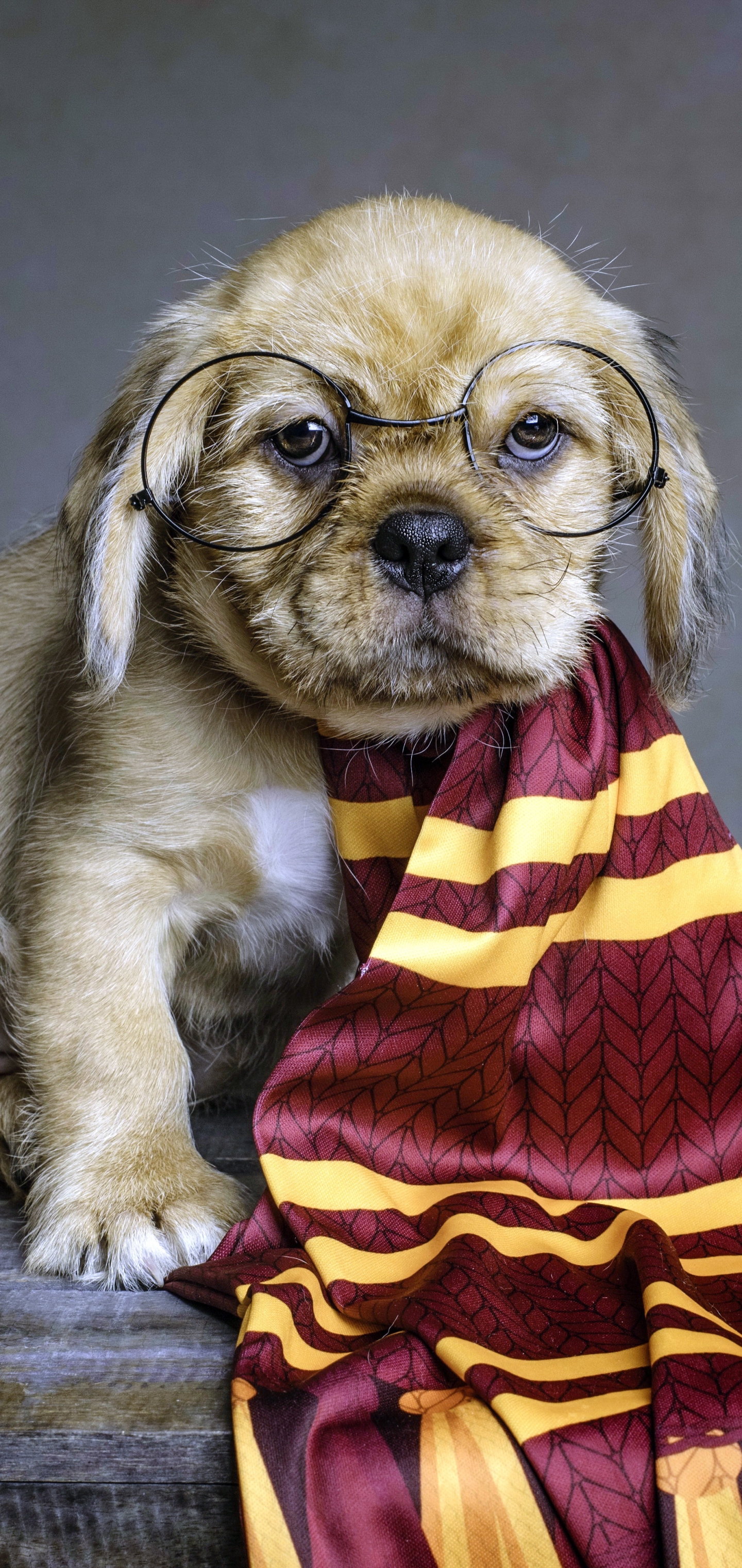 Handy-Wallpaper Tiere, Hunde, Harry Potter, Hund, Welpen, Brille, Schal, Tierbaby kostenlos herunterladen.