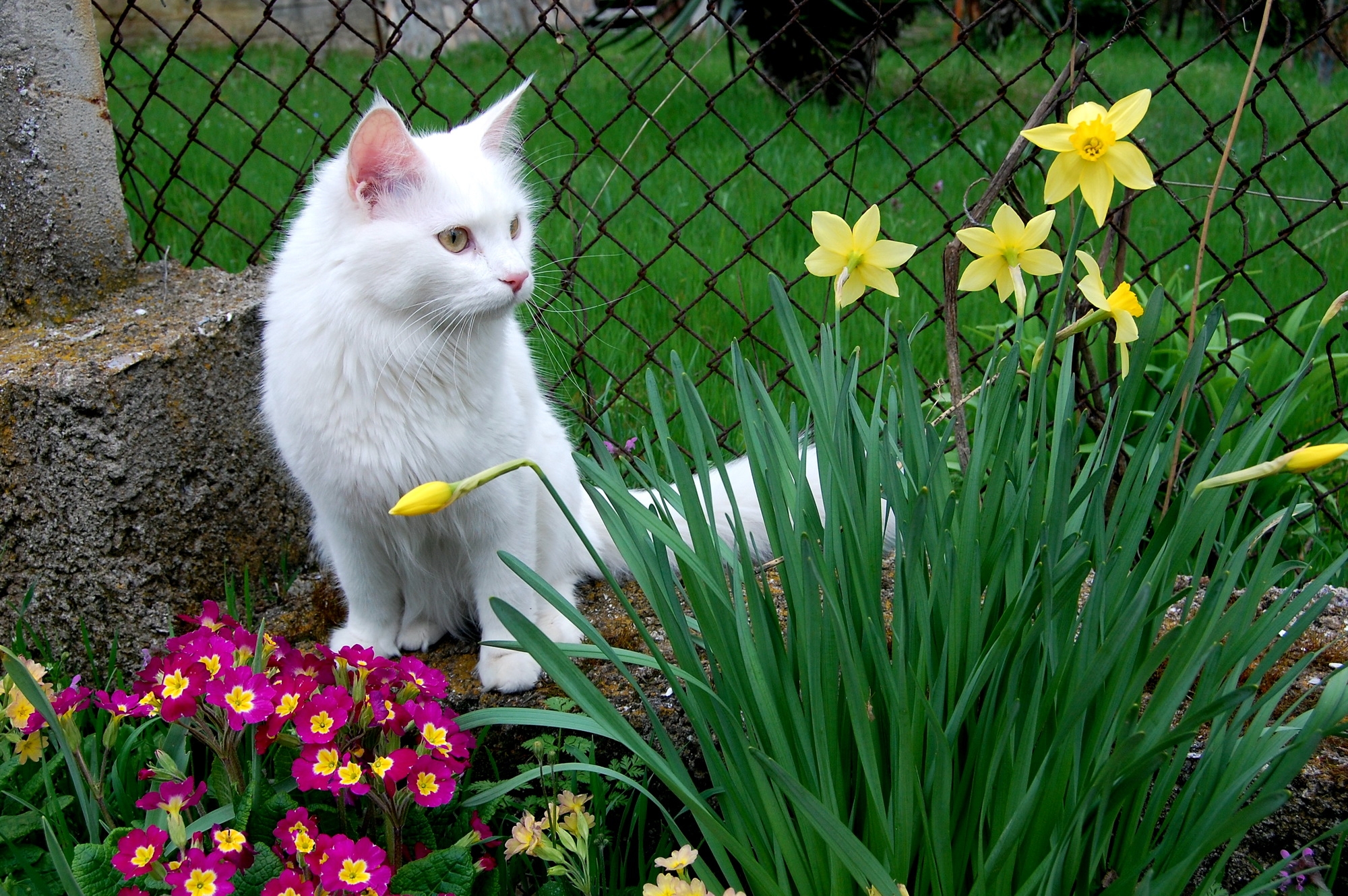 Download mobile wallpaper Animals, Sit, Grass, Cat, Flower Bed, Flowers, White Cat, Flowerbed for free.