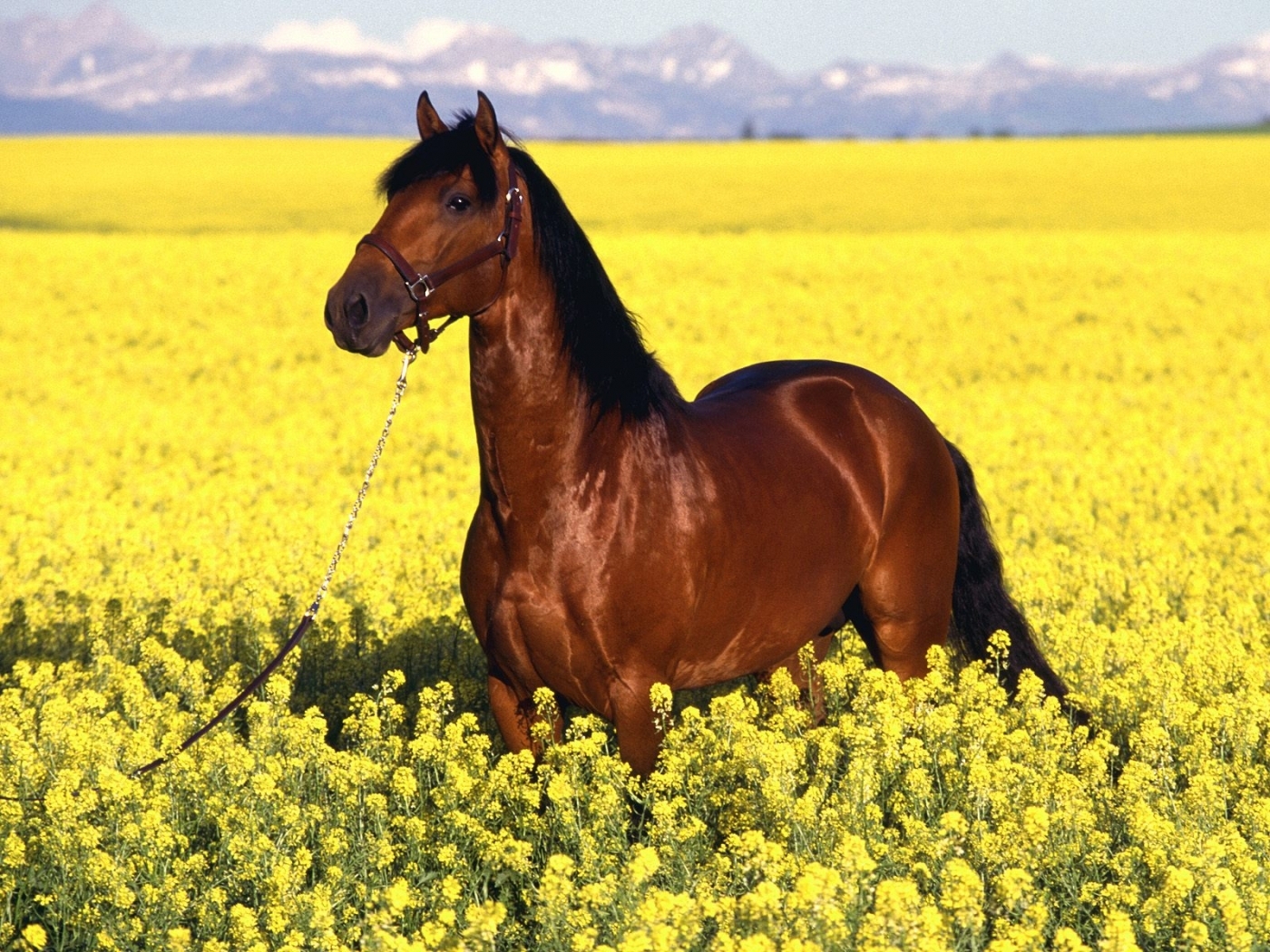 Free download wallpaper Animals, Landscape, Fields, Horses on your PC desktop
