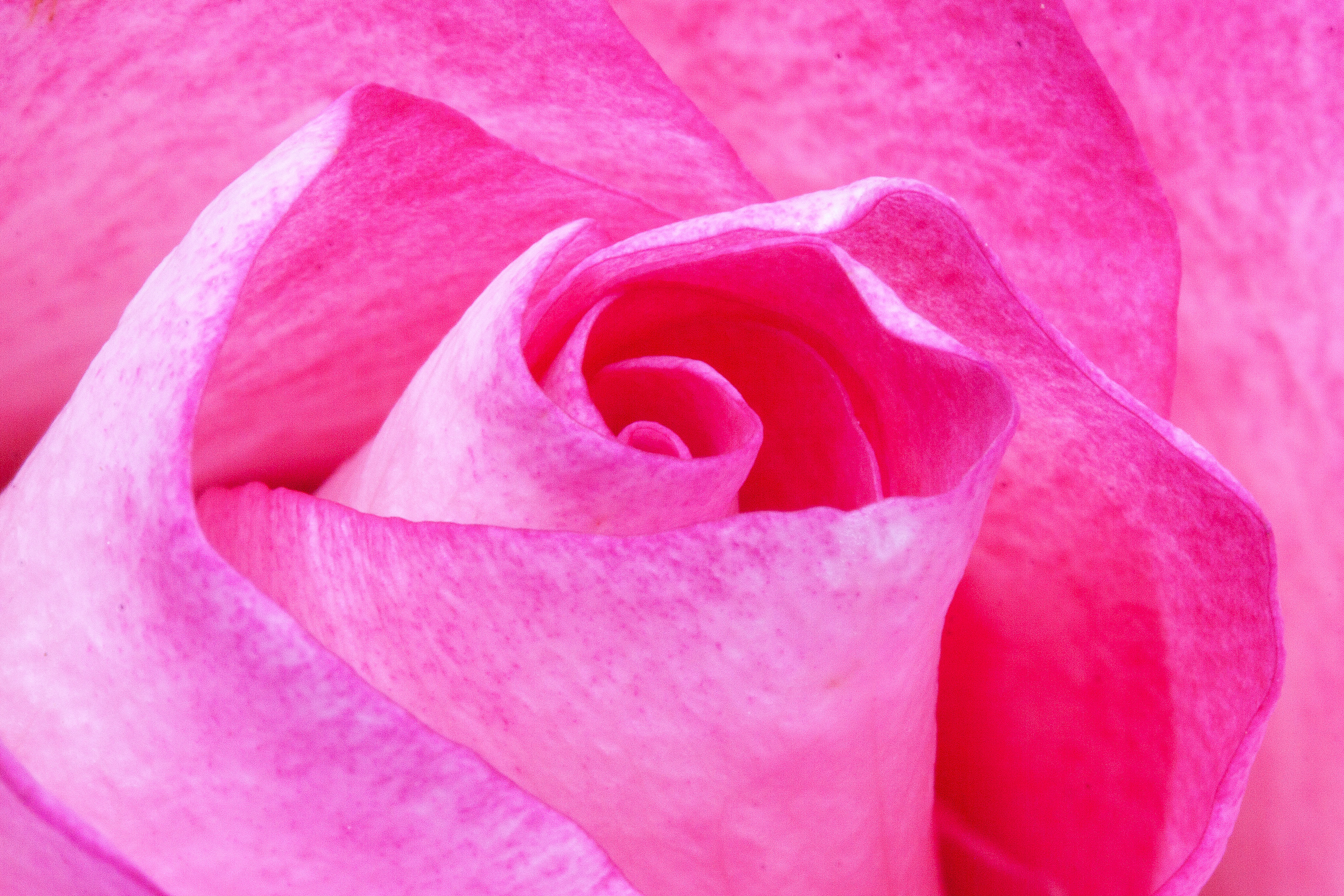 Laden Sie das Blumen, Blume, Makro, Rose, Erde/natur, Pinke Blume-Bild kostenlos auf Ihren PC-Desktop herunter
