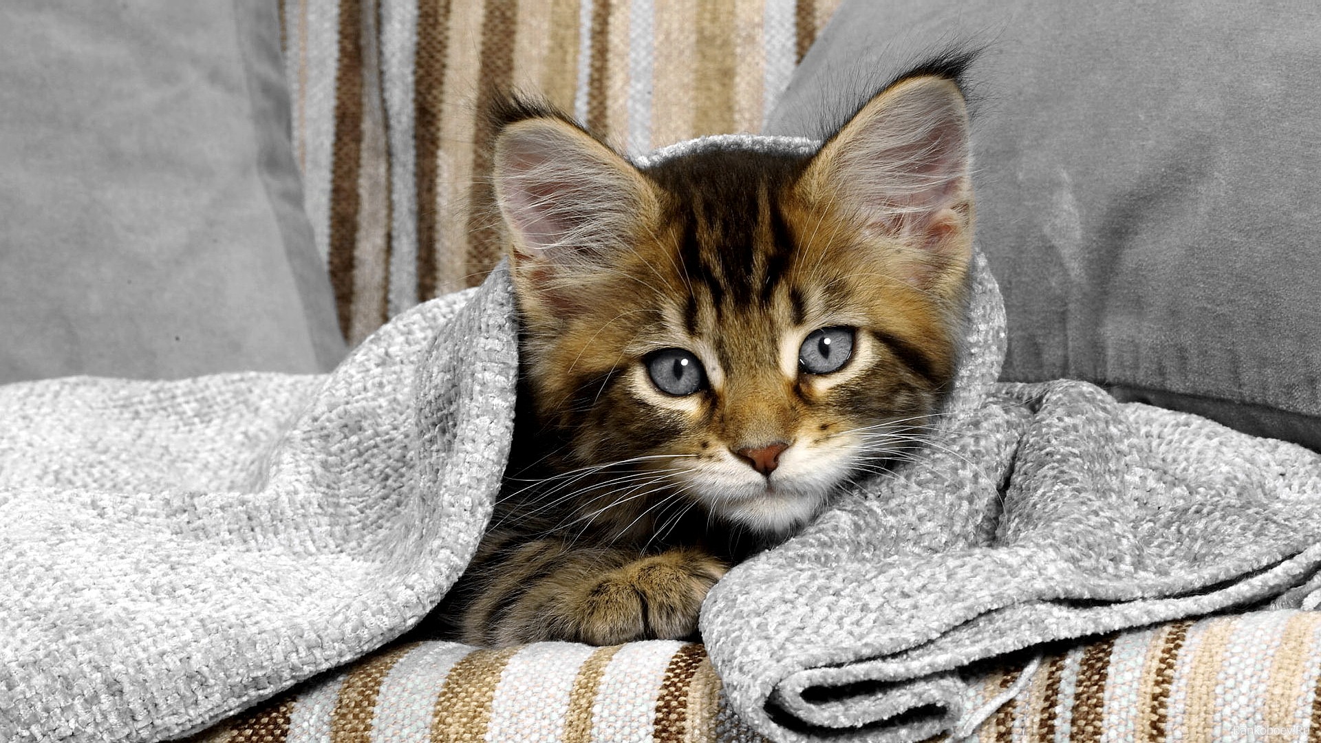 Free download wallpaper Cat, Animal on your PC desktop