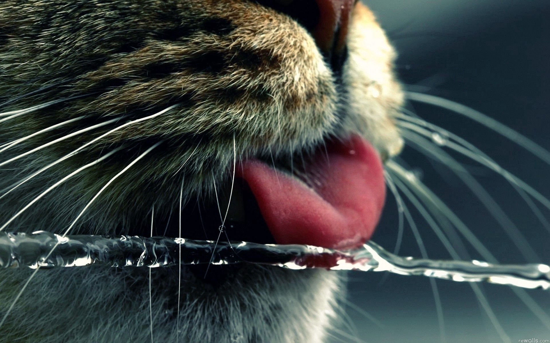 89848 скачать картинку кот, вода, макро, морда, усы, язык, пить - обои и заставки бесплатно