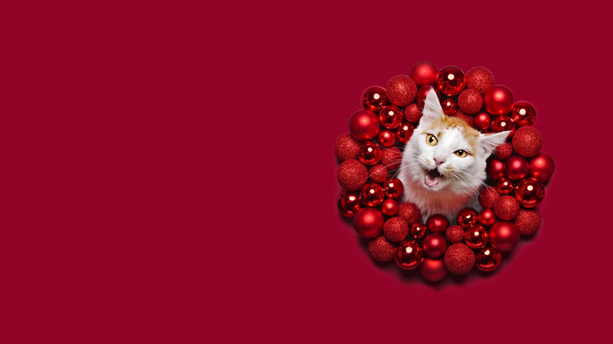 Download mobile wallpaper Cats, Cat, Muzzle, Christmas, Animal for free.