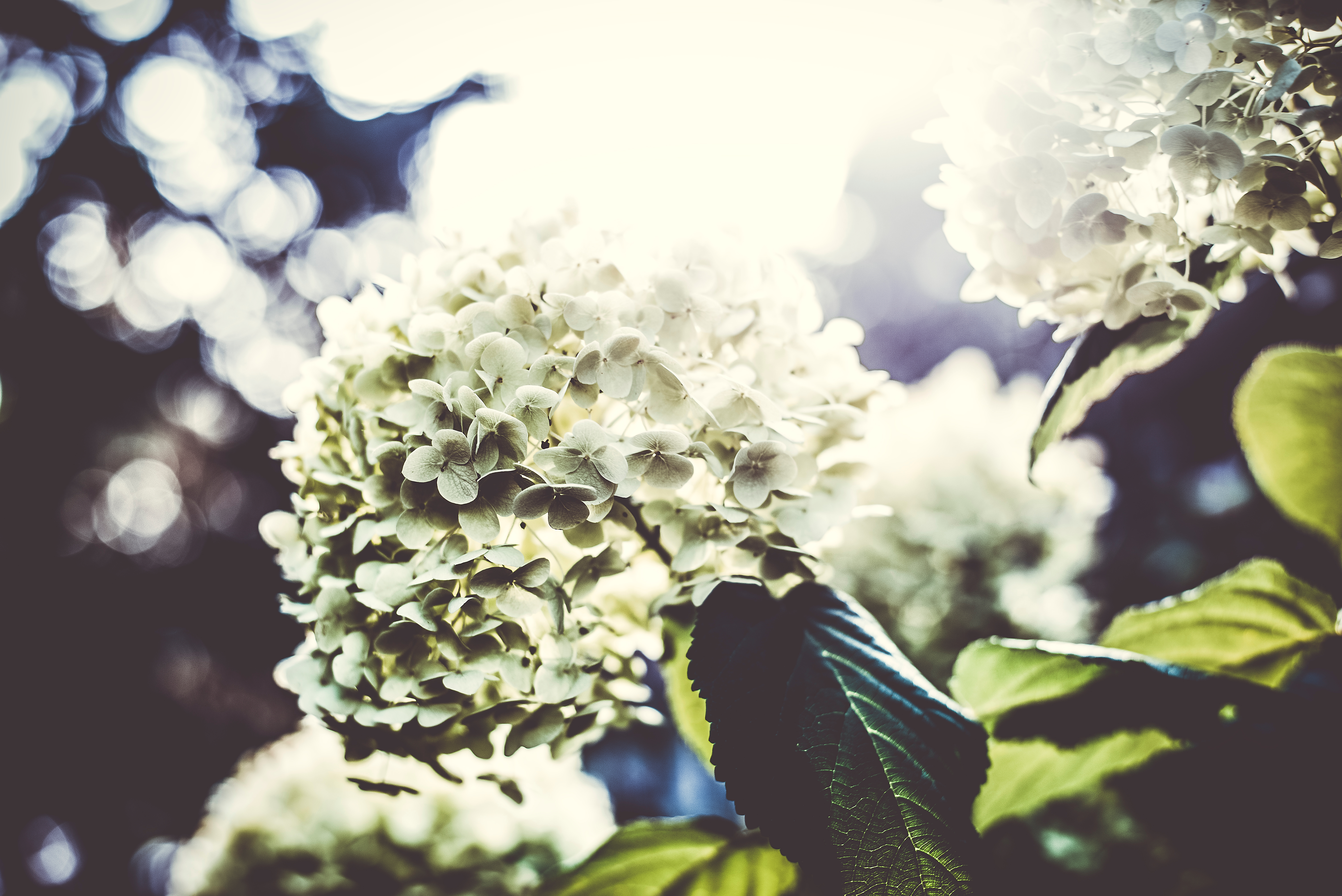 Laden Sie das Bush, Licht, Blütenblätter, Busch, Blumen, Hell Gefärbt-Bild kostenlos auf Ihren PC-Desktop herunter