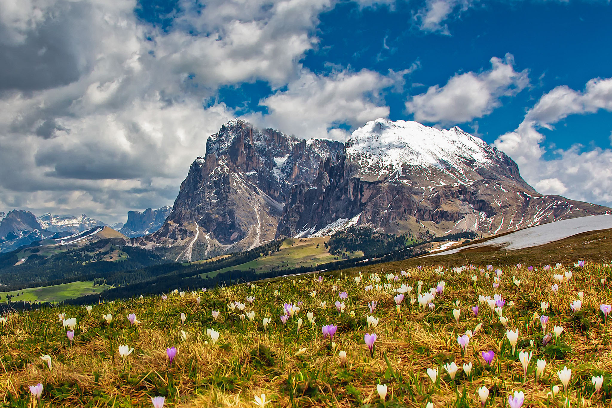 405566 скачать обои горы, земля/природа, гора, крокус, доломитовые альпы, цветок - заставки и картинки бесплатно