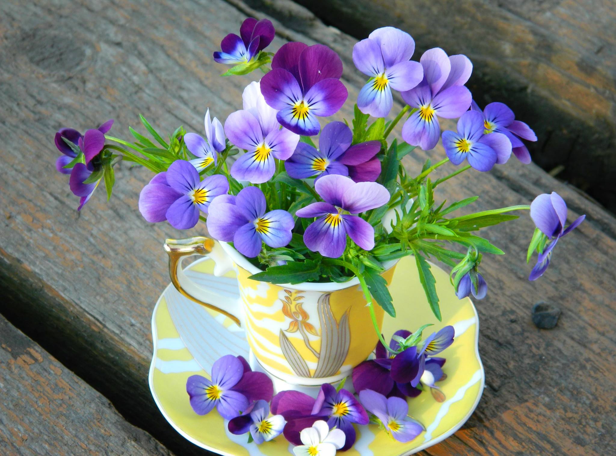 無料モバイル壁紙パンジー, 静物, 花, 写真撮影, 紫色の花, ティーカップをダウンロードします。