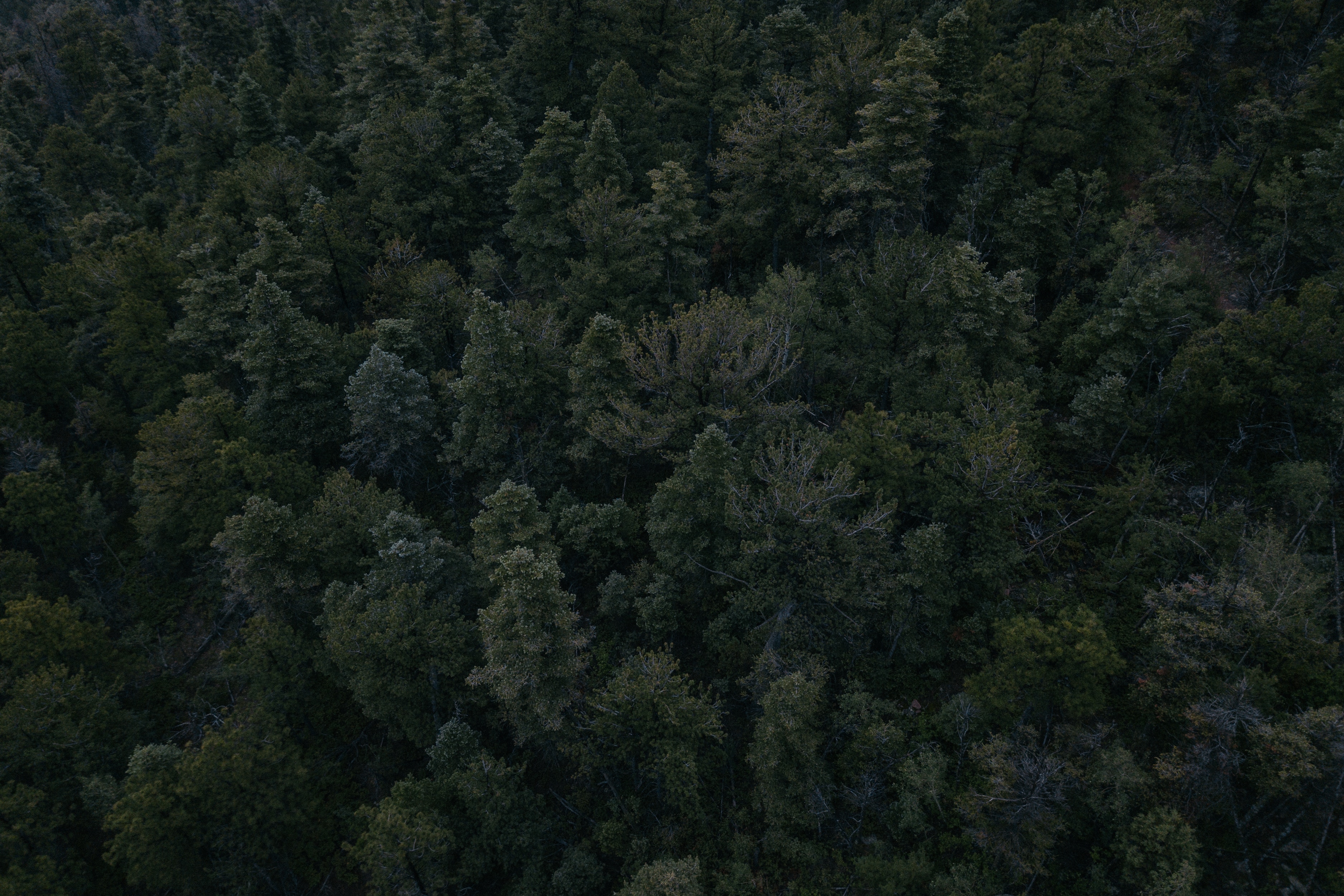 Скачать обои бесплатно Деревья, Вид Сверху, Природа, Лес, Темный картинка на рабочий стол ПК