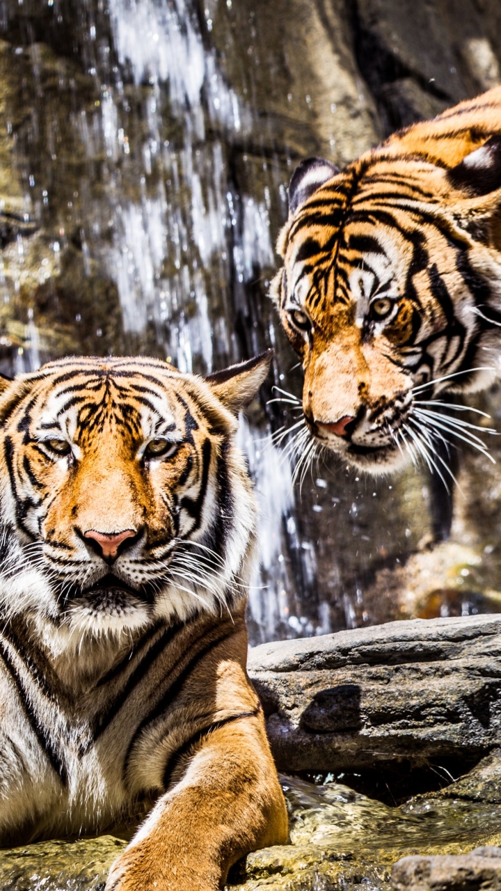 Download mobile wallpaper Cats, Tiger, Animal for free.