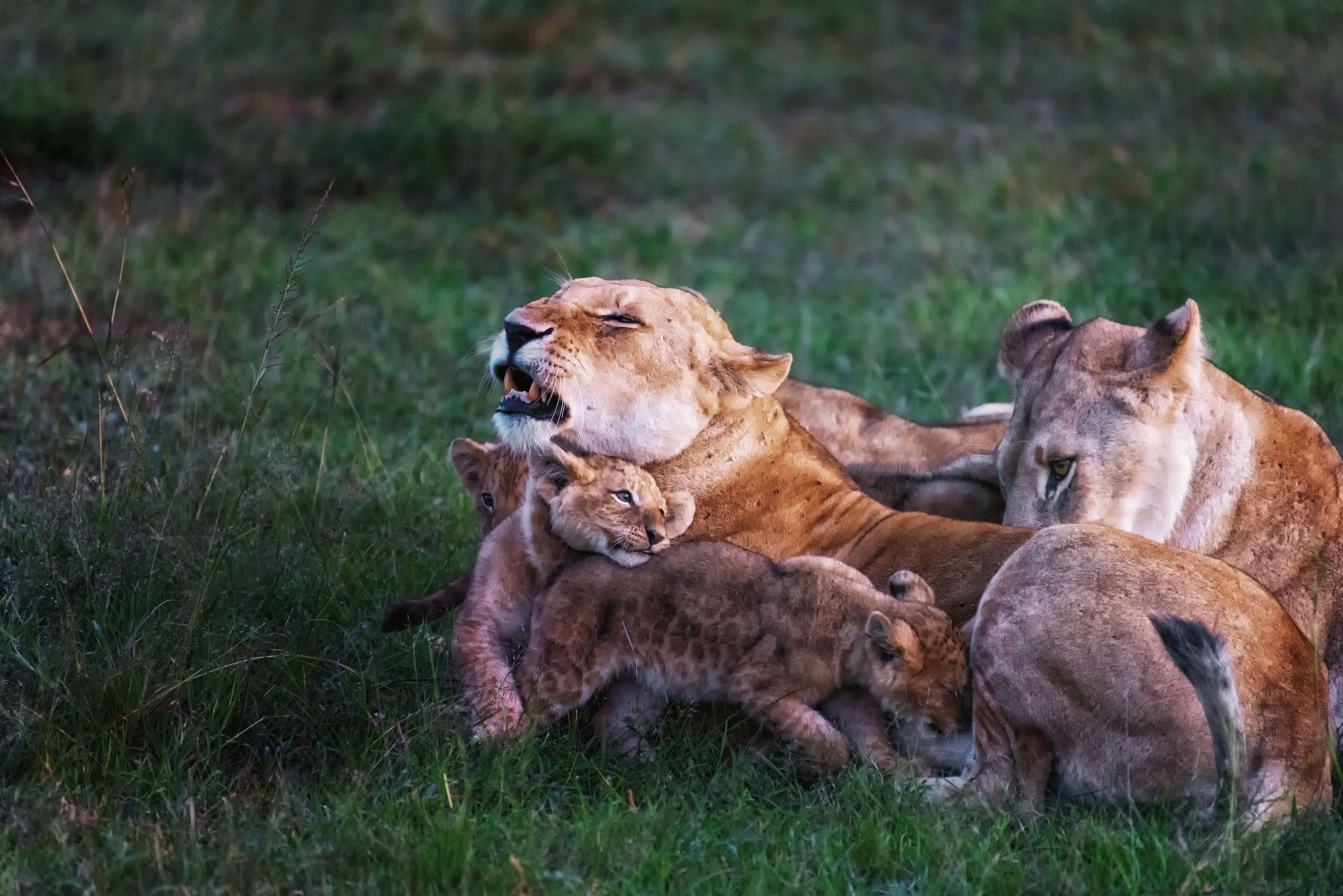 Laden Sie das Tiere, Katzen, Löwe, Tierbaby, Jungtier-Bild kostenlos auf Ihren PC-Desktop herunter