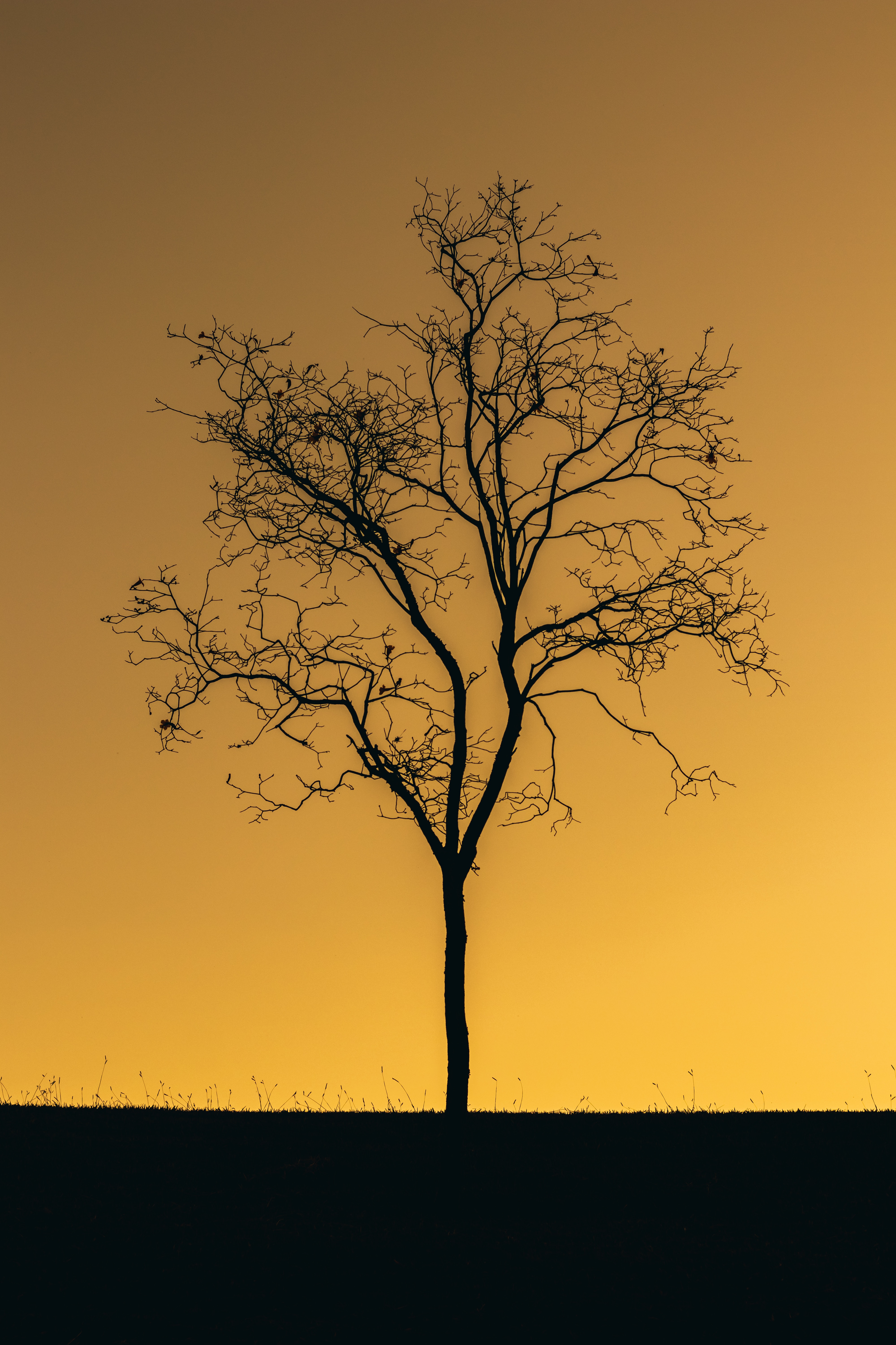 Free download wallpaper Nature, Sunset, Twilight, Dark, Tree, Dusk, Lonely, Wood, Alone on your PC desktop