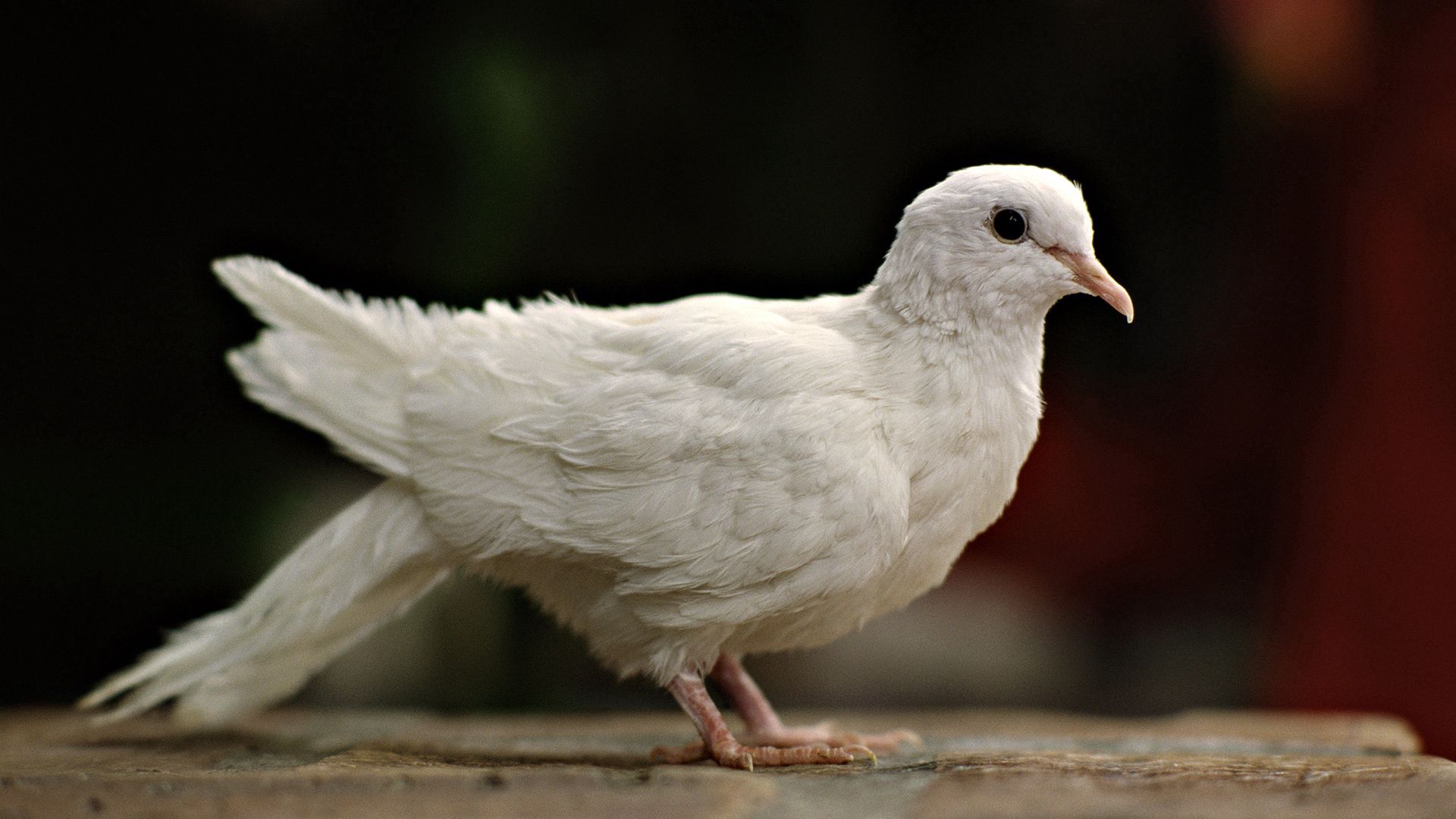 PCデスクトップに動物, 鳩, 白い, 鳥画像を無料でダウンロード