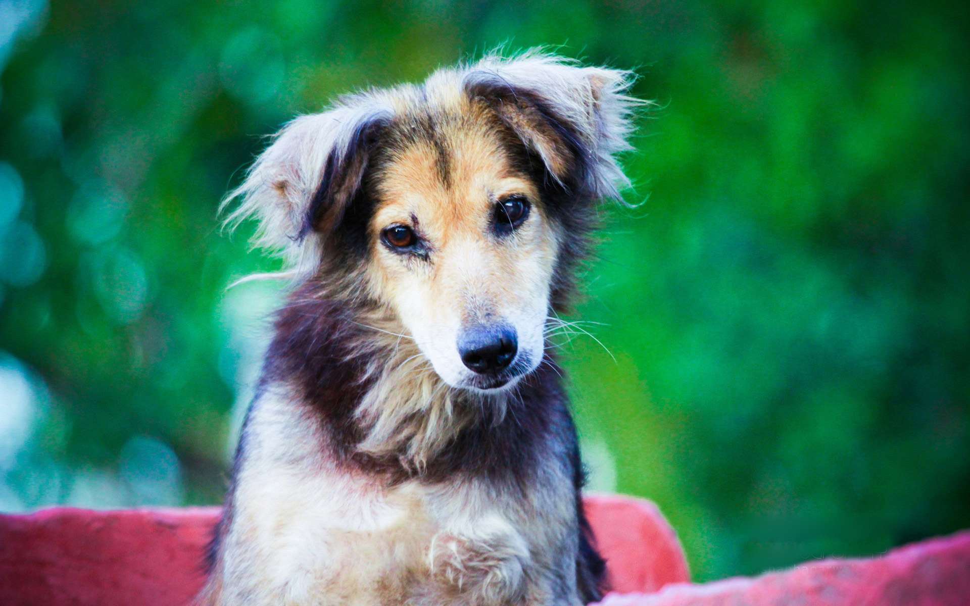 Baixe gratuitamente a imagem Animais, Cães, Cão na área de trabalho do seu PC