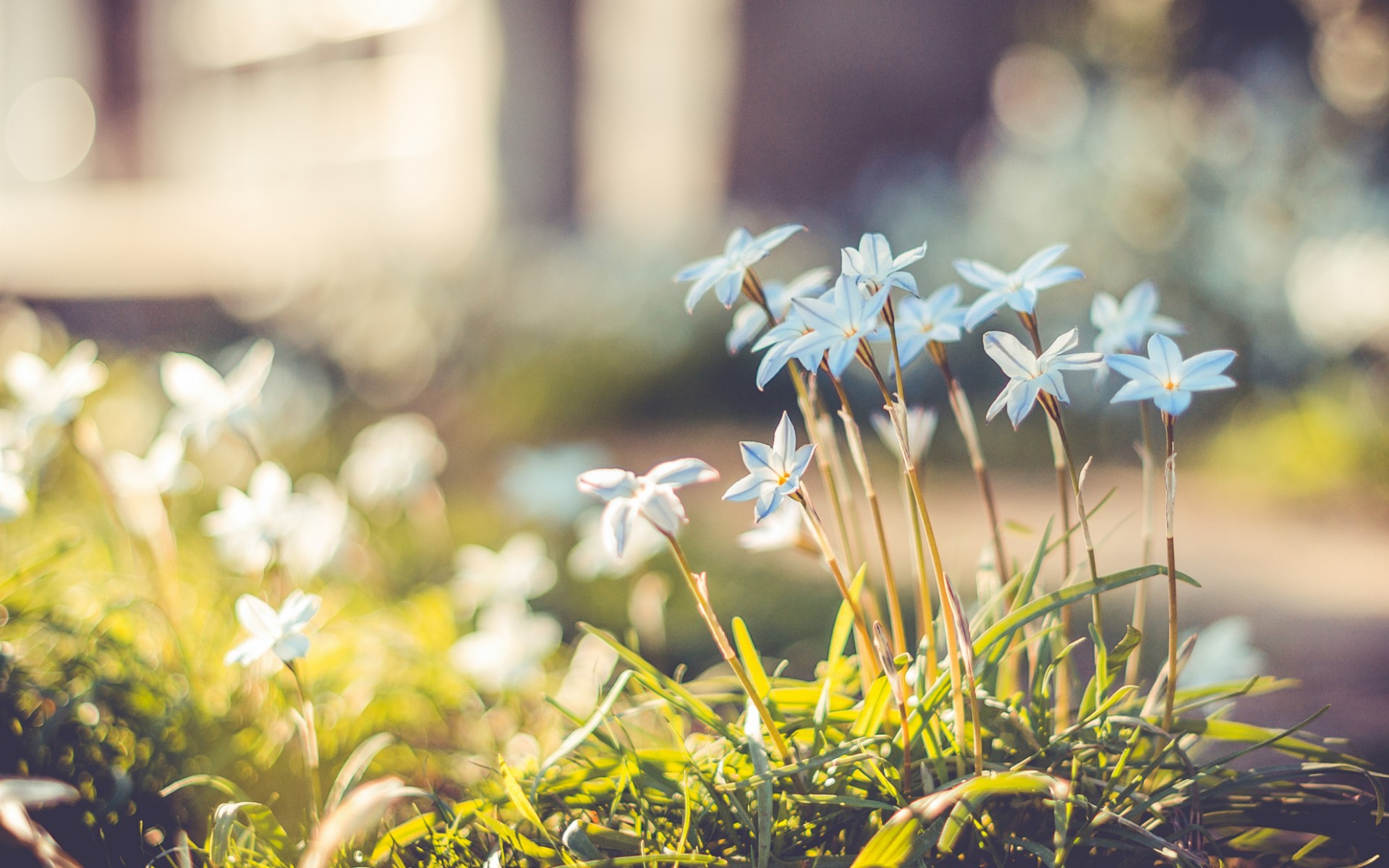 Descarga gratis la imagen Flores, Flor, Tierra/naturaleza en el escritorio de tu PC