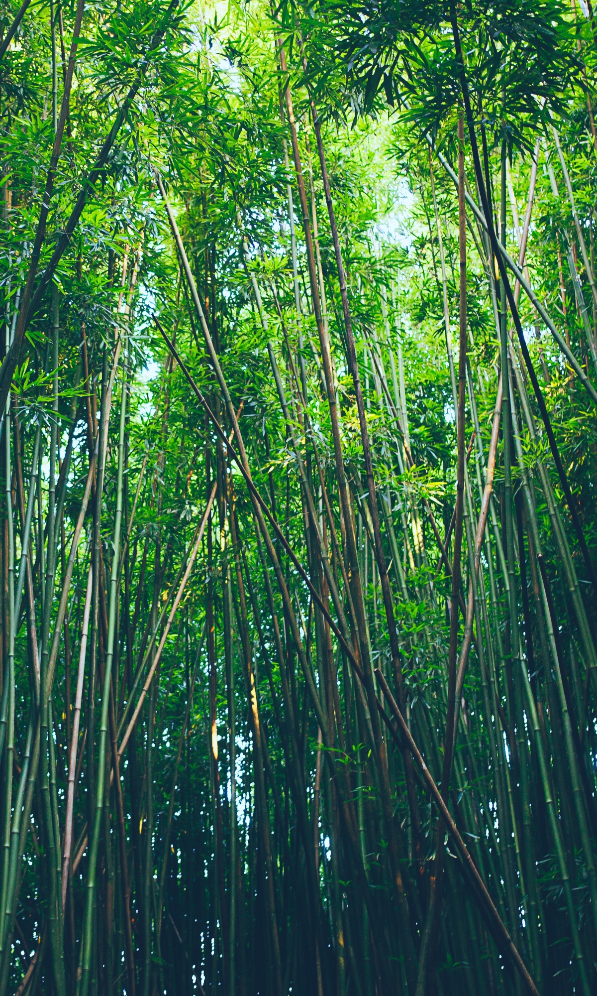 Download mobile wallpaper Nature, Forest, Earth, Bamboo for free.