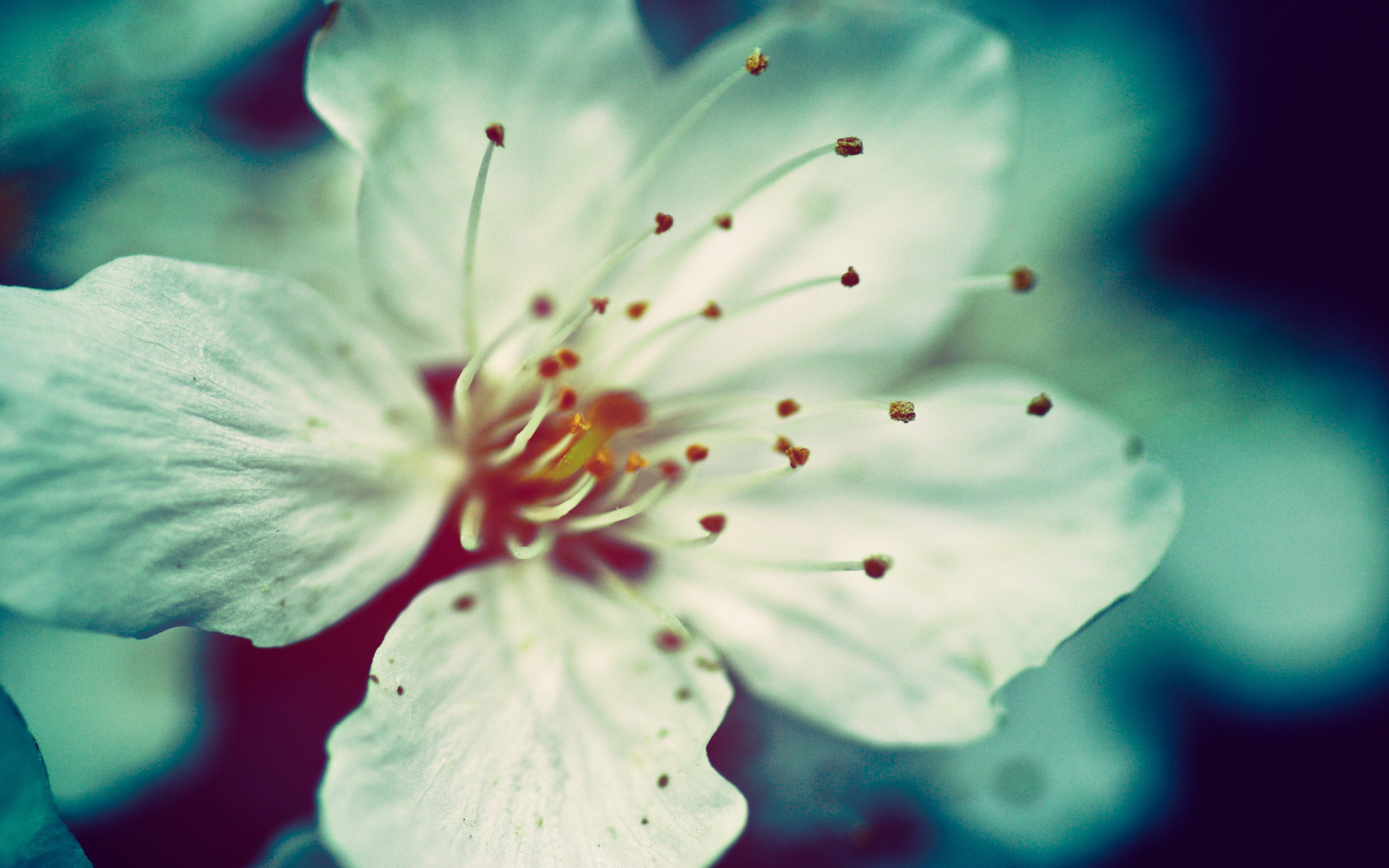 Descarga gratuita de fondo de pantalla para móvil de Flores, Flor, Tierra/naturaleza.