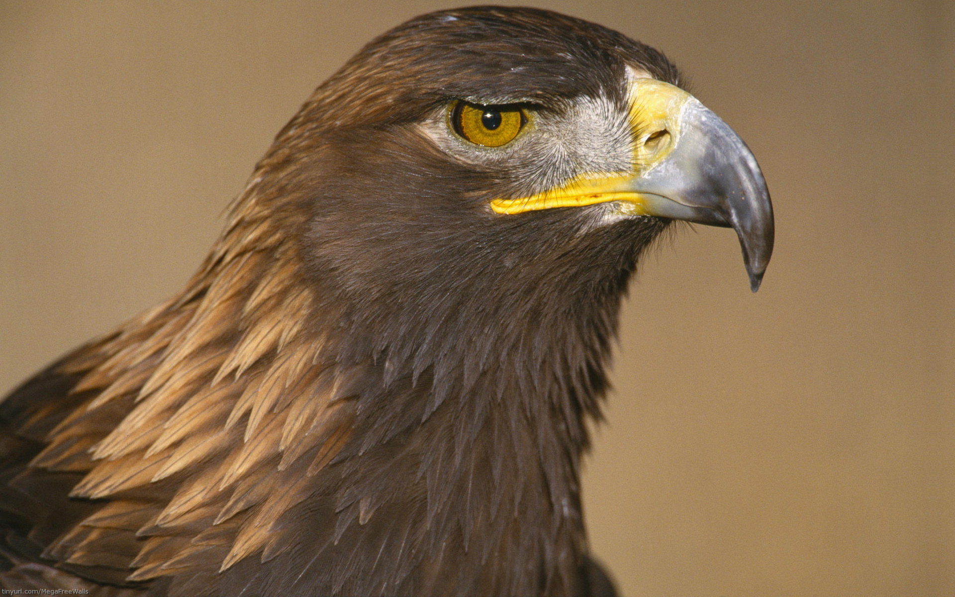 Descarga gratuita de fondo de pantalla para móvil de Águila, Ave, Aves, Animales.