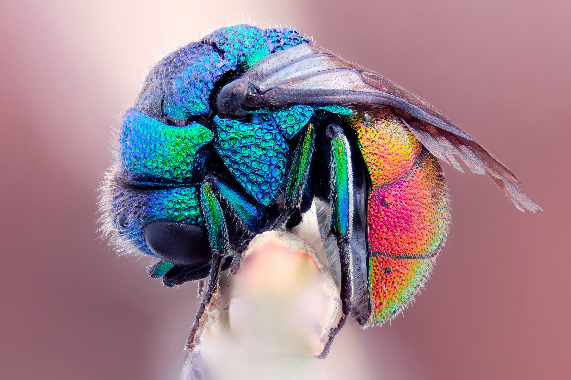 Téléchargez gratuitement l'image Animaux, Insecte sur le bureau de votre PC