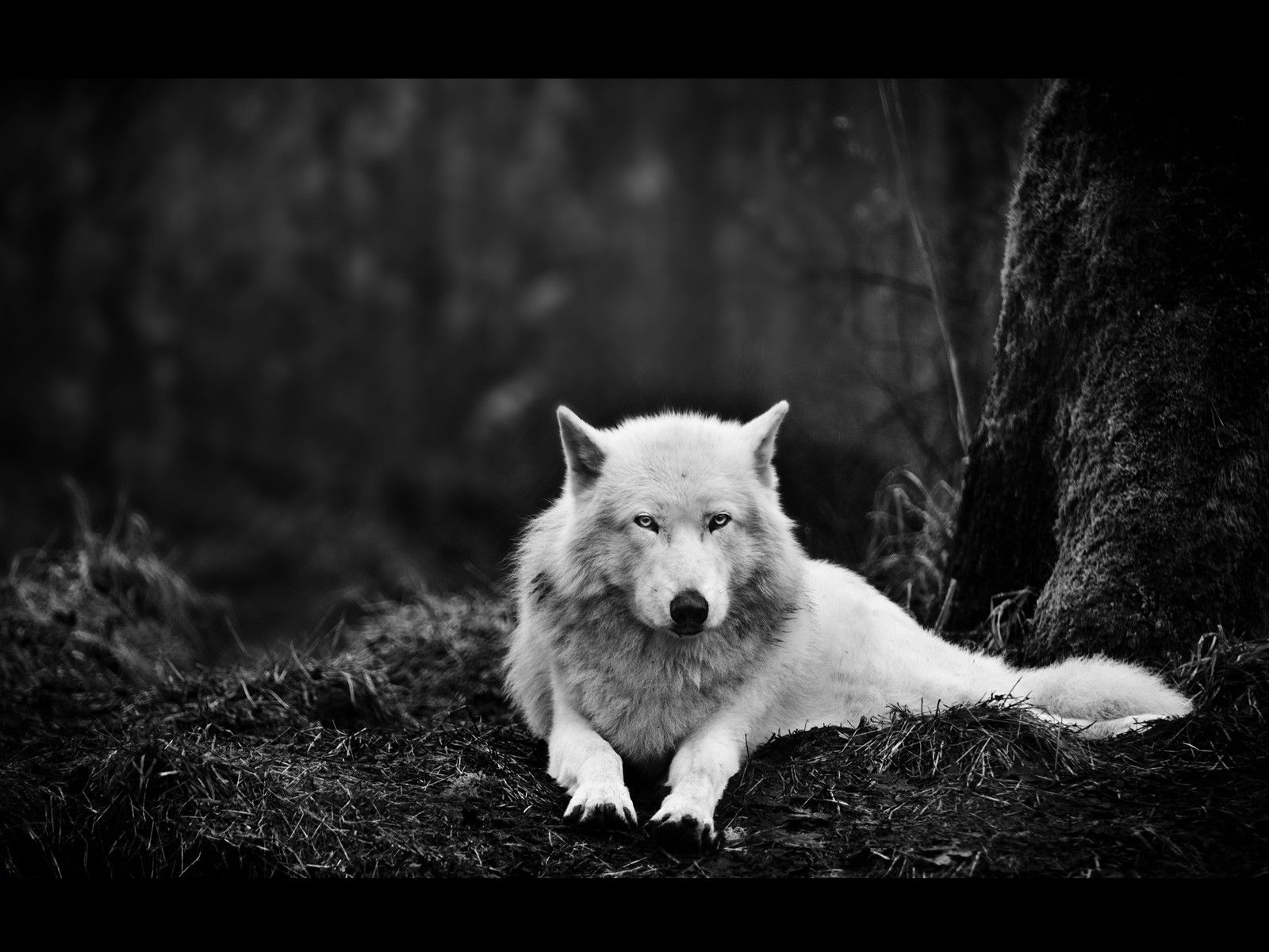 Baixar papel de parede para celular de Animais, Lobo gratuito.