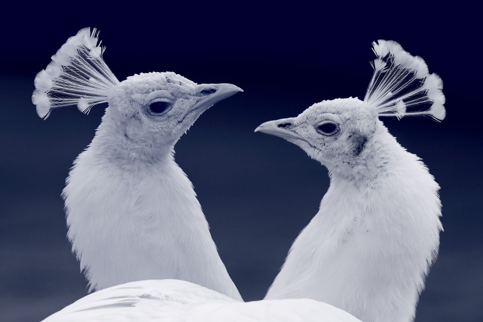522288 descargar imagen animales, pavo real, pavo real blanco, aves: fondos de pantalla y protectores de pantalla gratis
