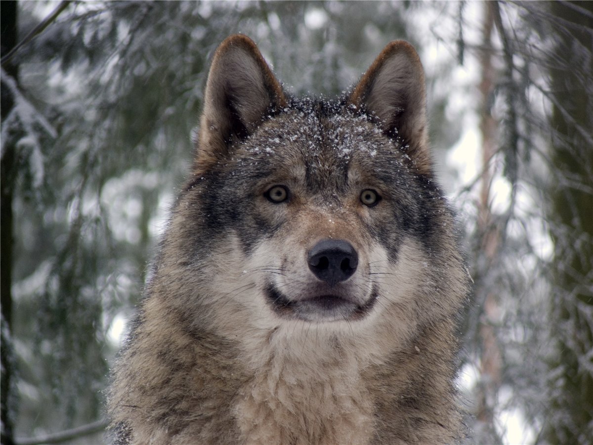 animals, wolfs mobile wallpaper