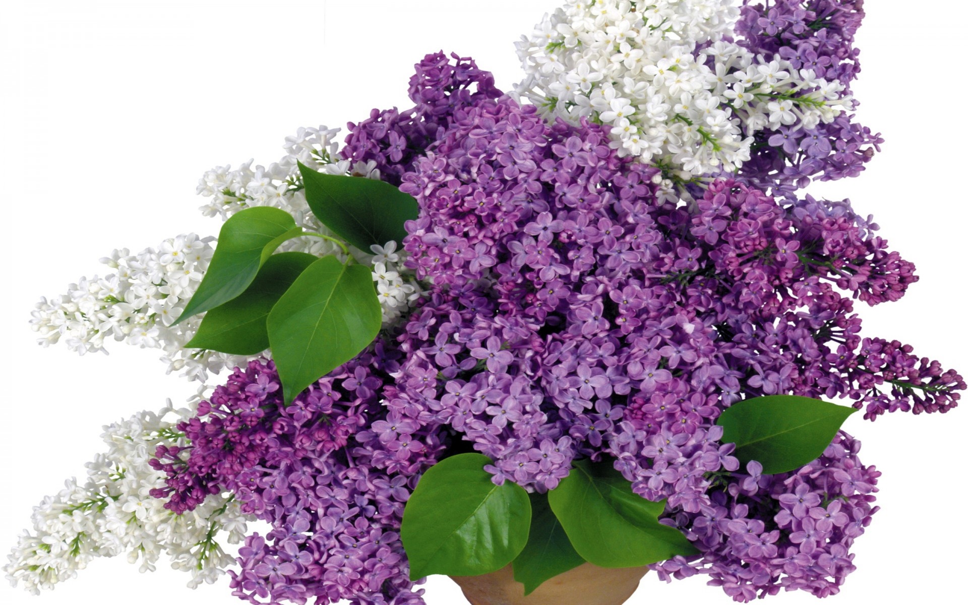 Free download wallpaper Lilac, Flower, Close Up, Vase, Purple Flower, Man Made on your PC desktop