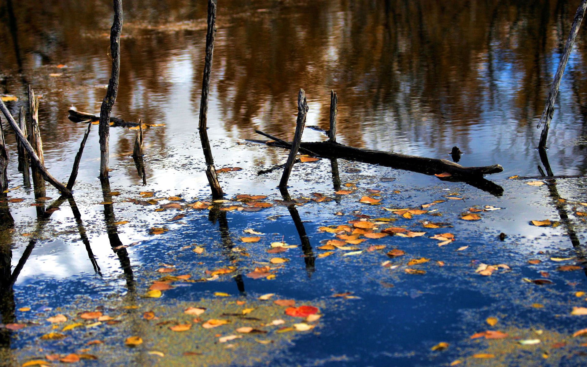 Free download wallpaper Rivers, Reflection, Forest, Branches, Nature, Autumn, Leaves on your PC desktop