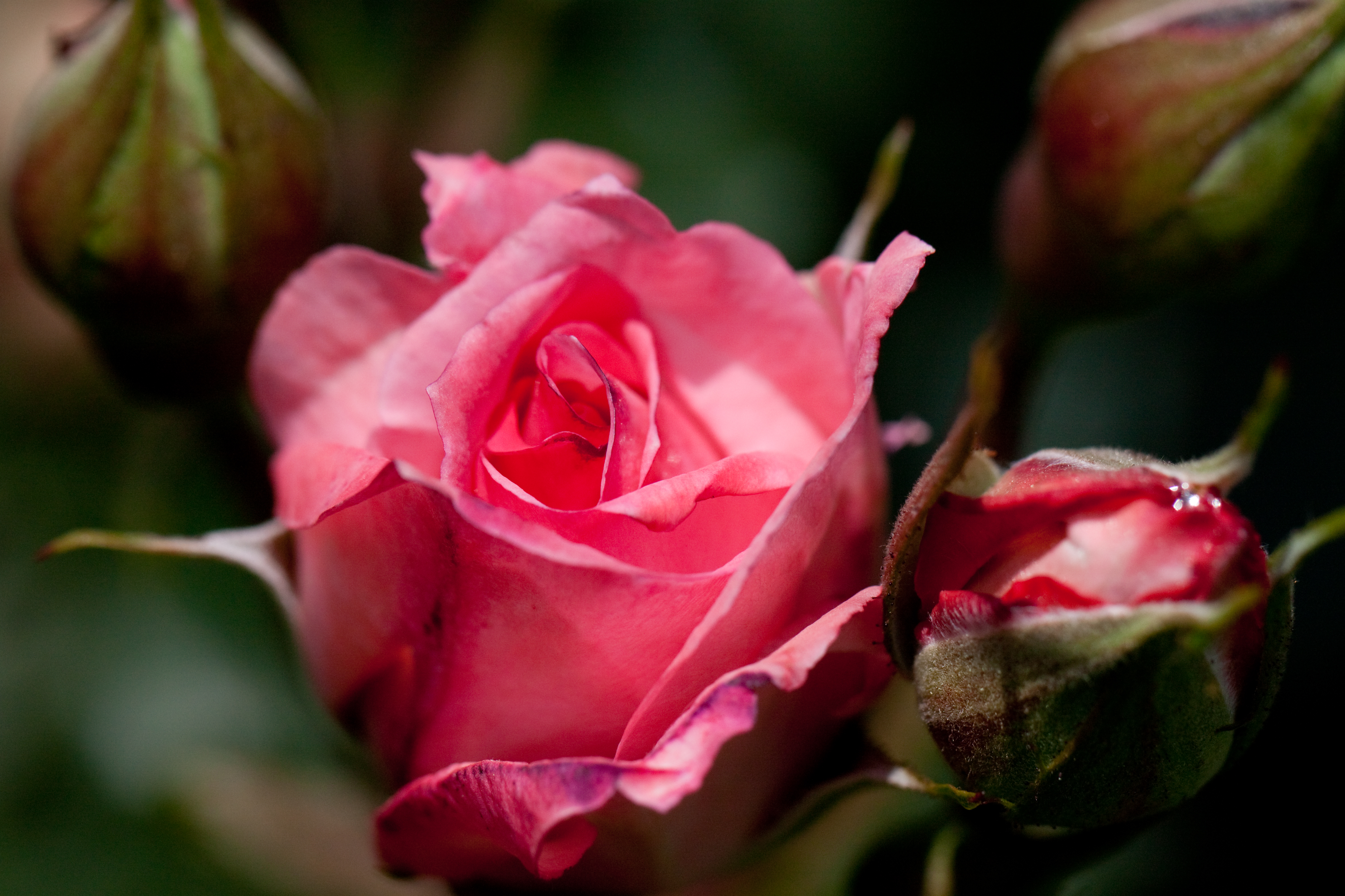 Laden Sie das Blumen, Rose, Erde/natur-Bild kostenlos auf Ihren PC-Desktop herunter