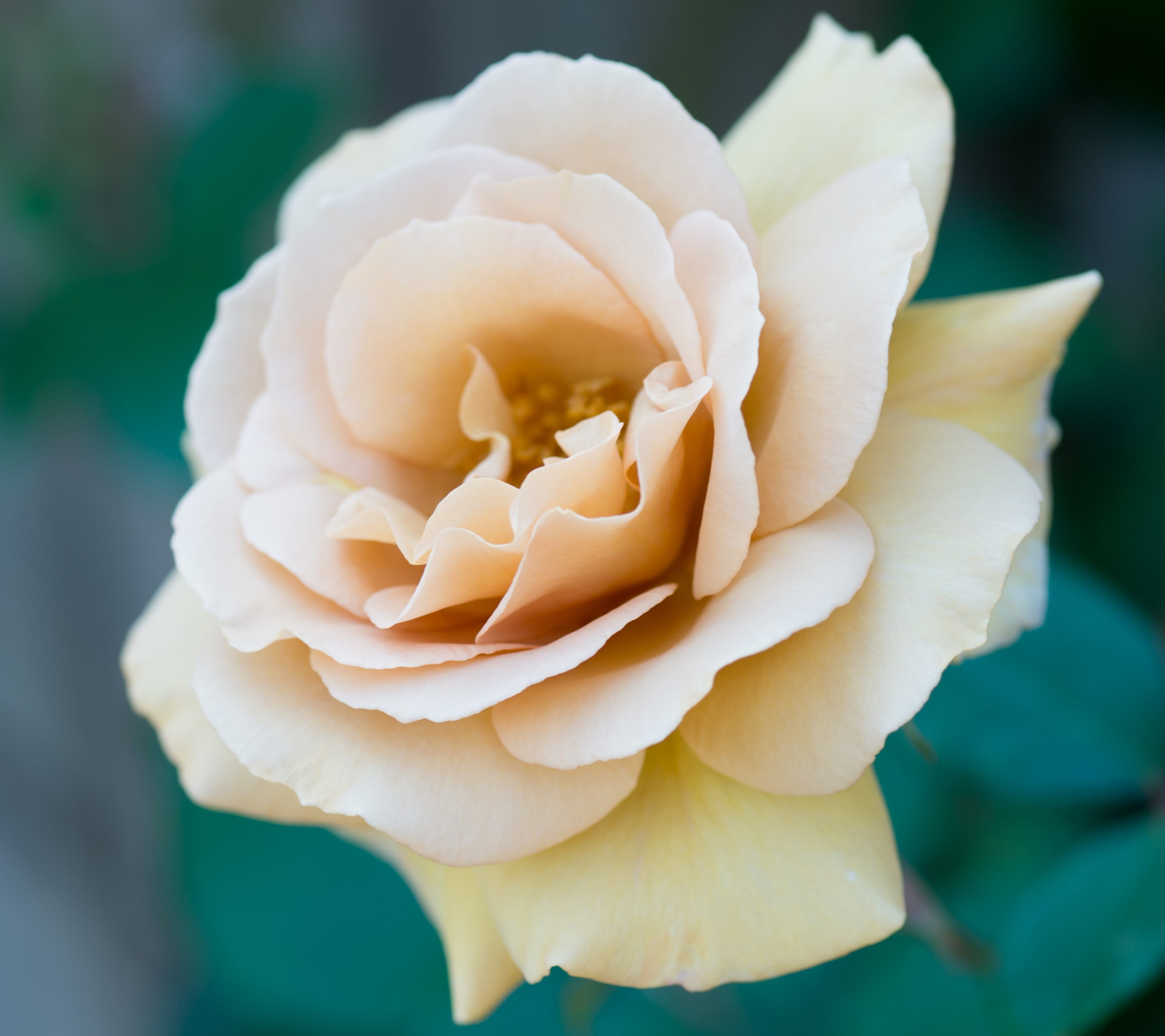 Laden Sie das Blumen, Blume, Makro, Rose, Bokeh, Erde/natur-Bild kostenlos auf Ihren PC-Desktop herunter