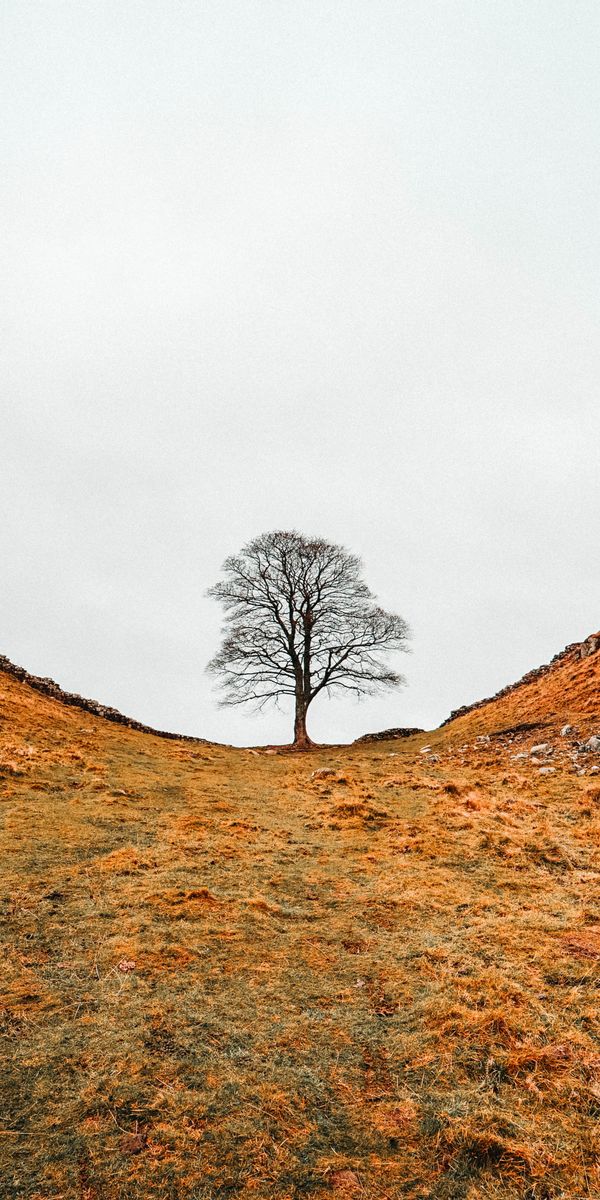 Tree Ravine Background Phone wallpaper: Hills, Nature, Wood, Tree, Valley, Ravine 116806